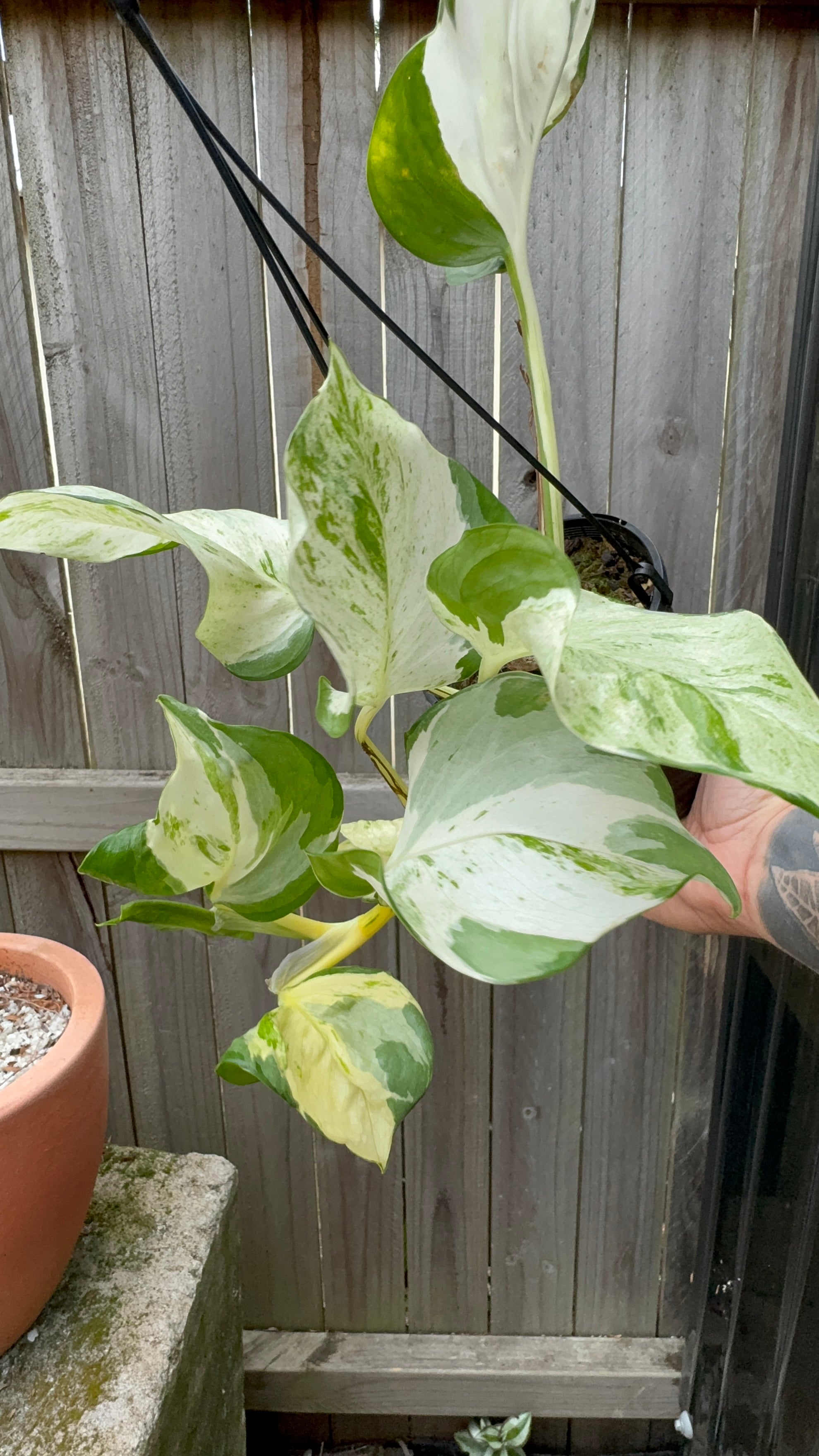 Epipremnum 'Snow Queen'