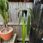 Anthurium wendlingeri