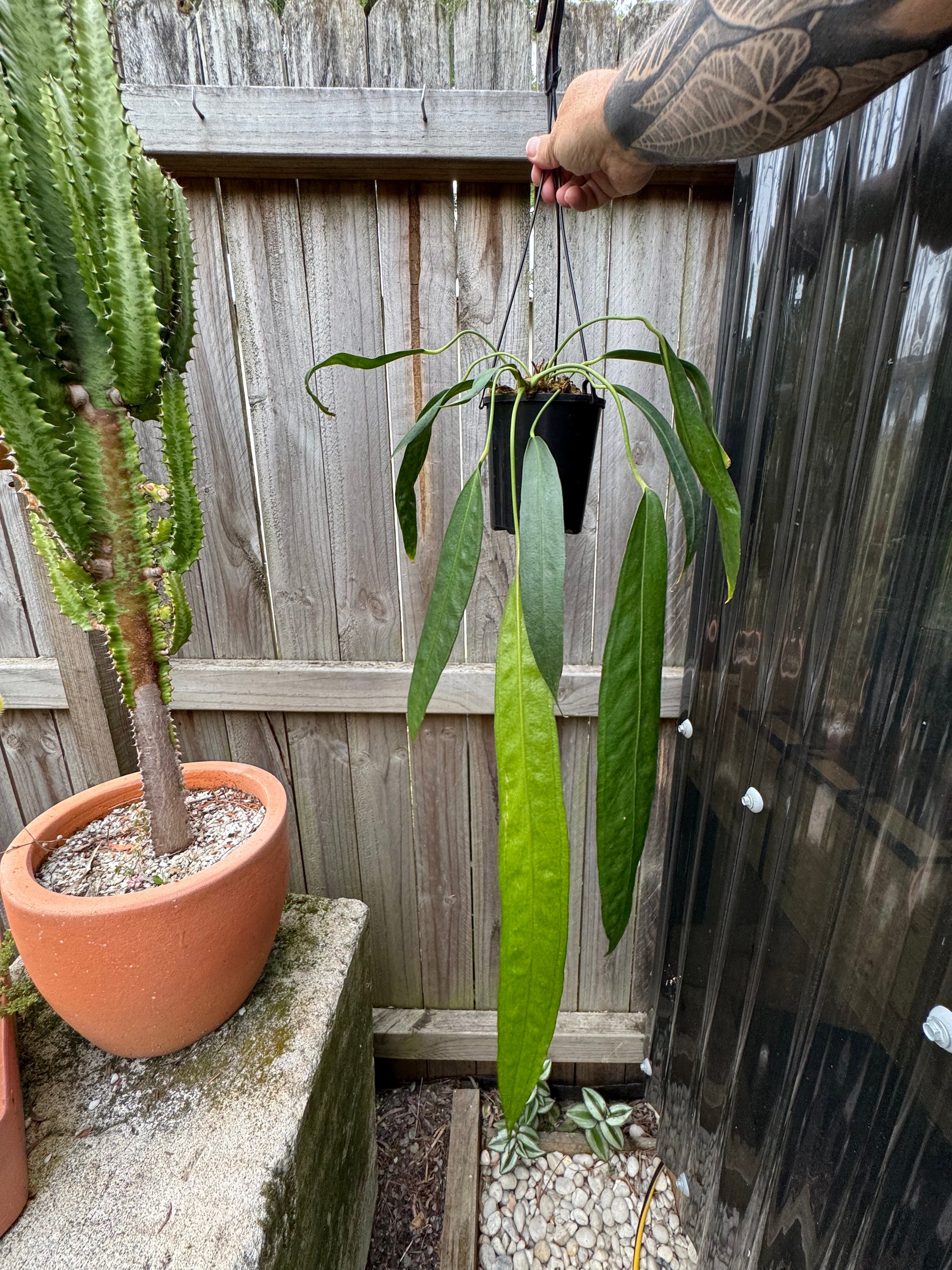 Anthurium wendlingeri