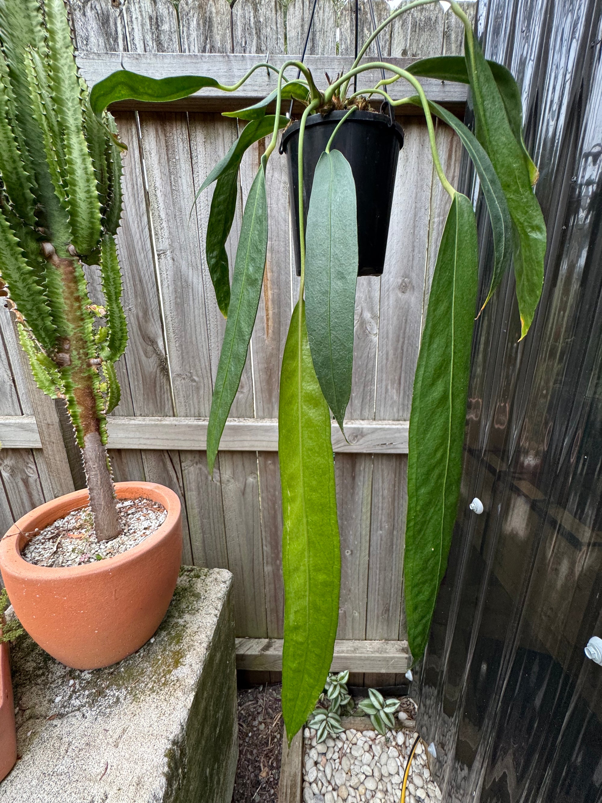 Anthurium wendlingeri