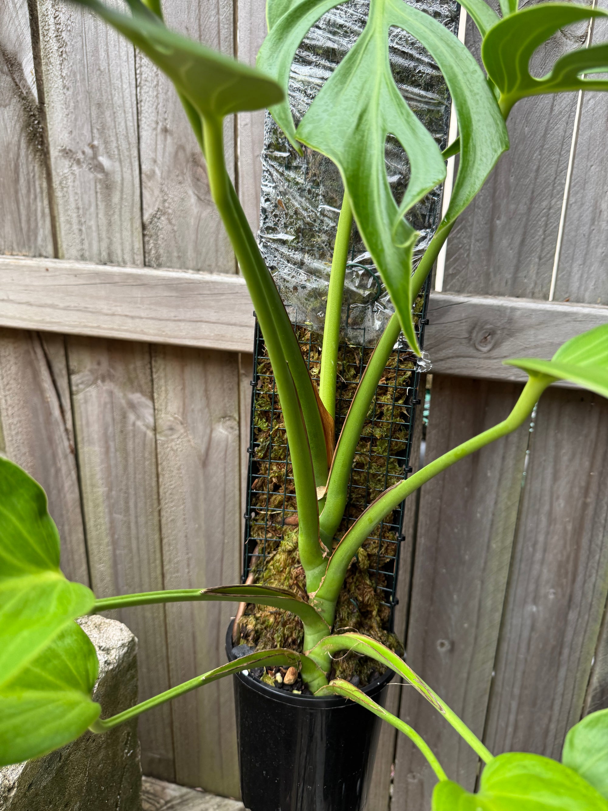 Monstera Burle Marx flame - Pole