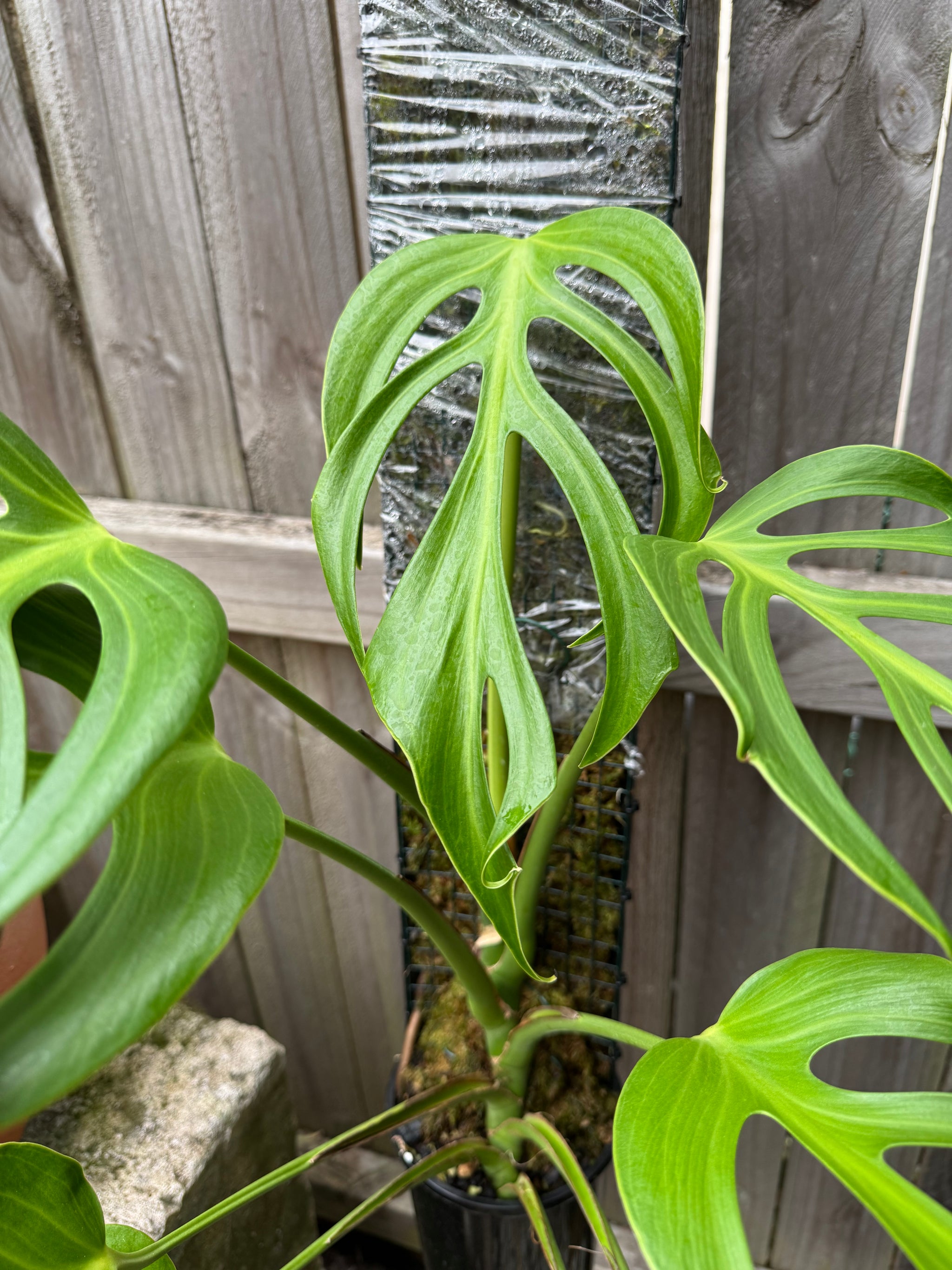 Monstera Burle Marx flame - Pole