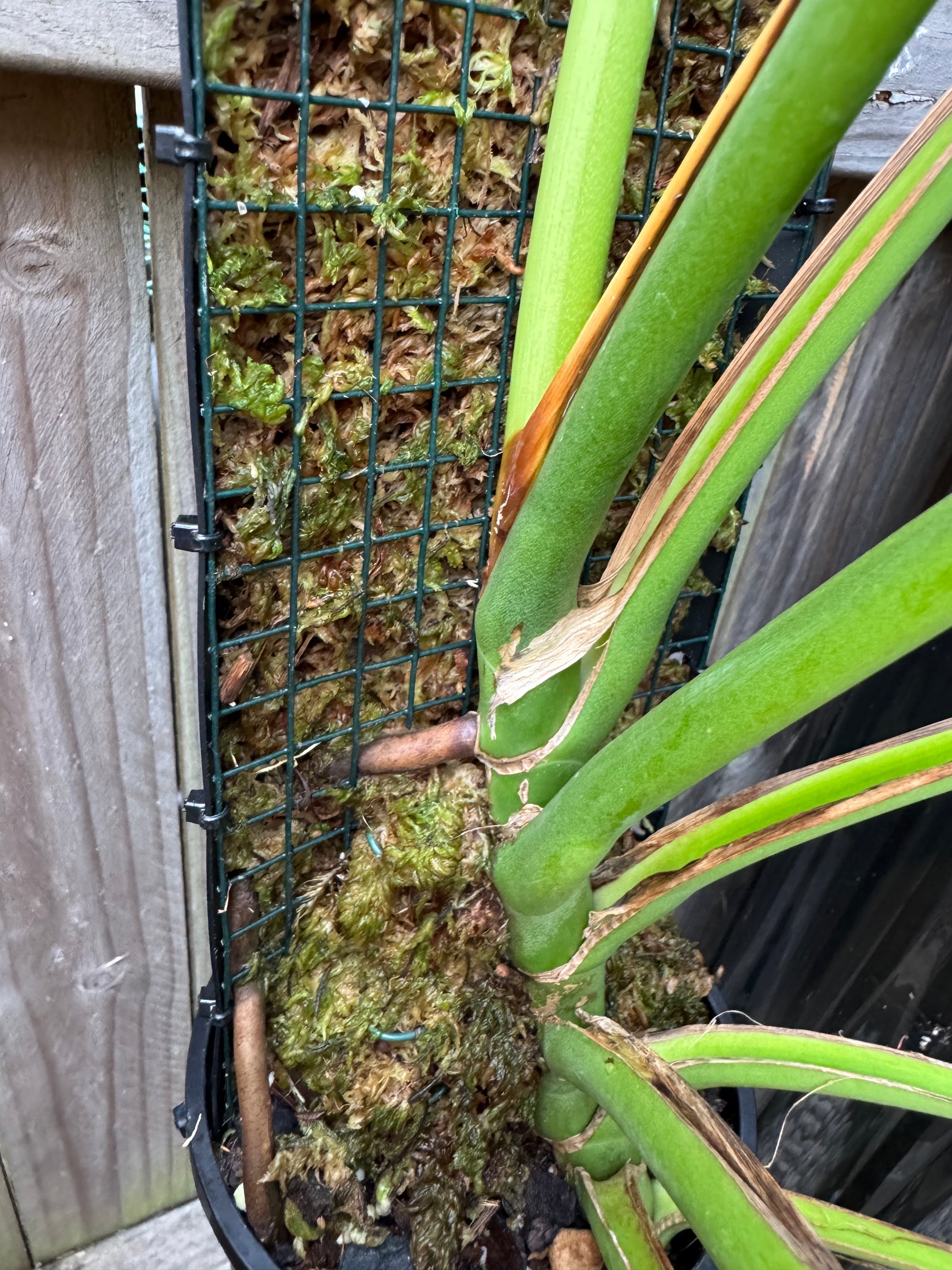 Monstera Burle Marx flame - Pole