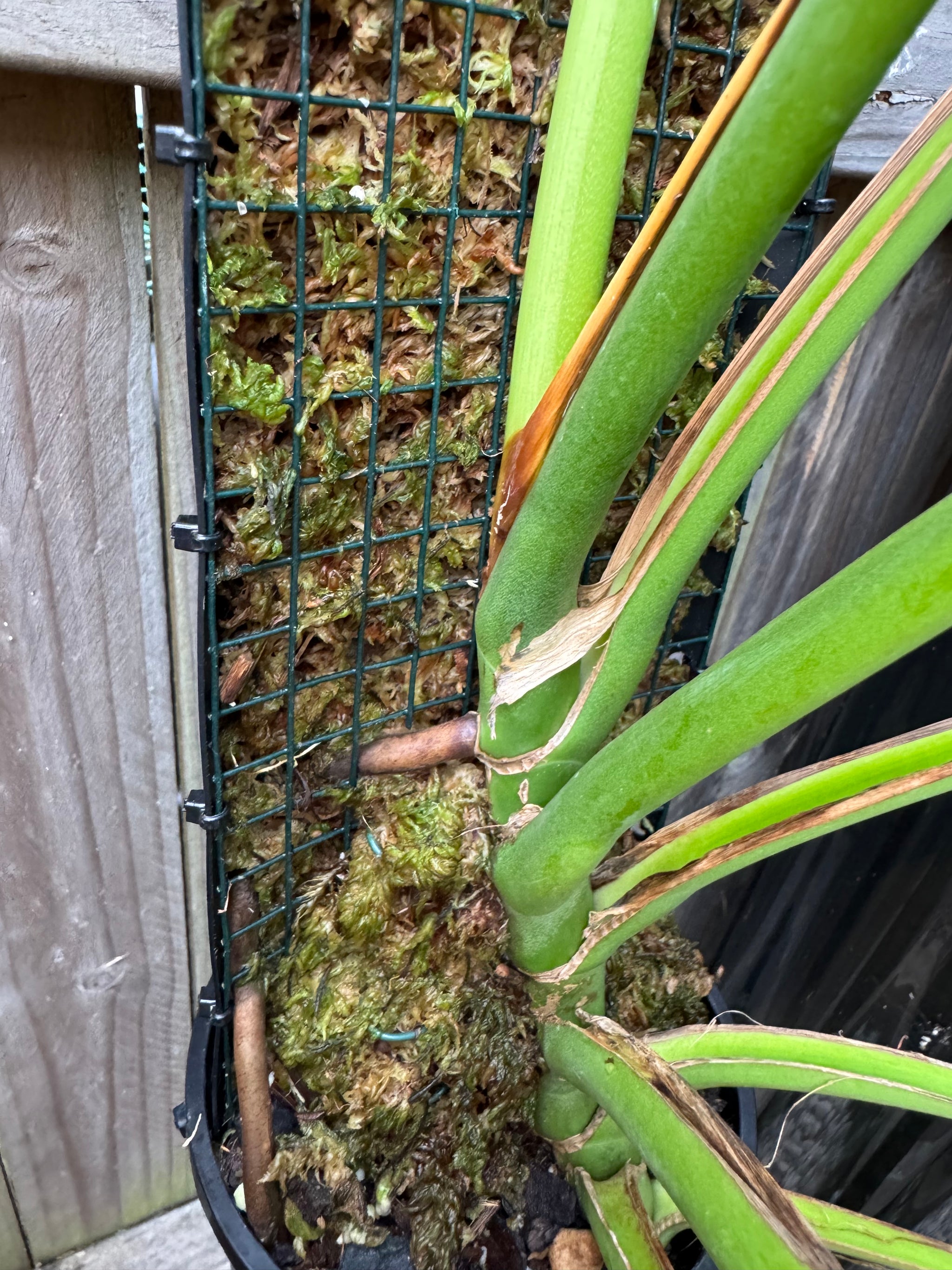 Monstera Burle Marx flame - Pole