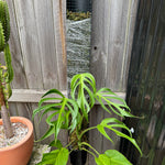 Monstera Burle Marx flame - Pole