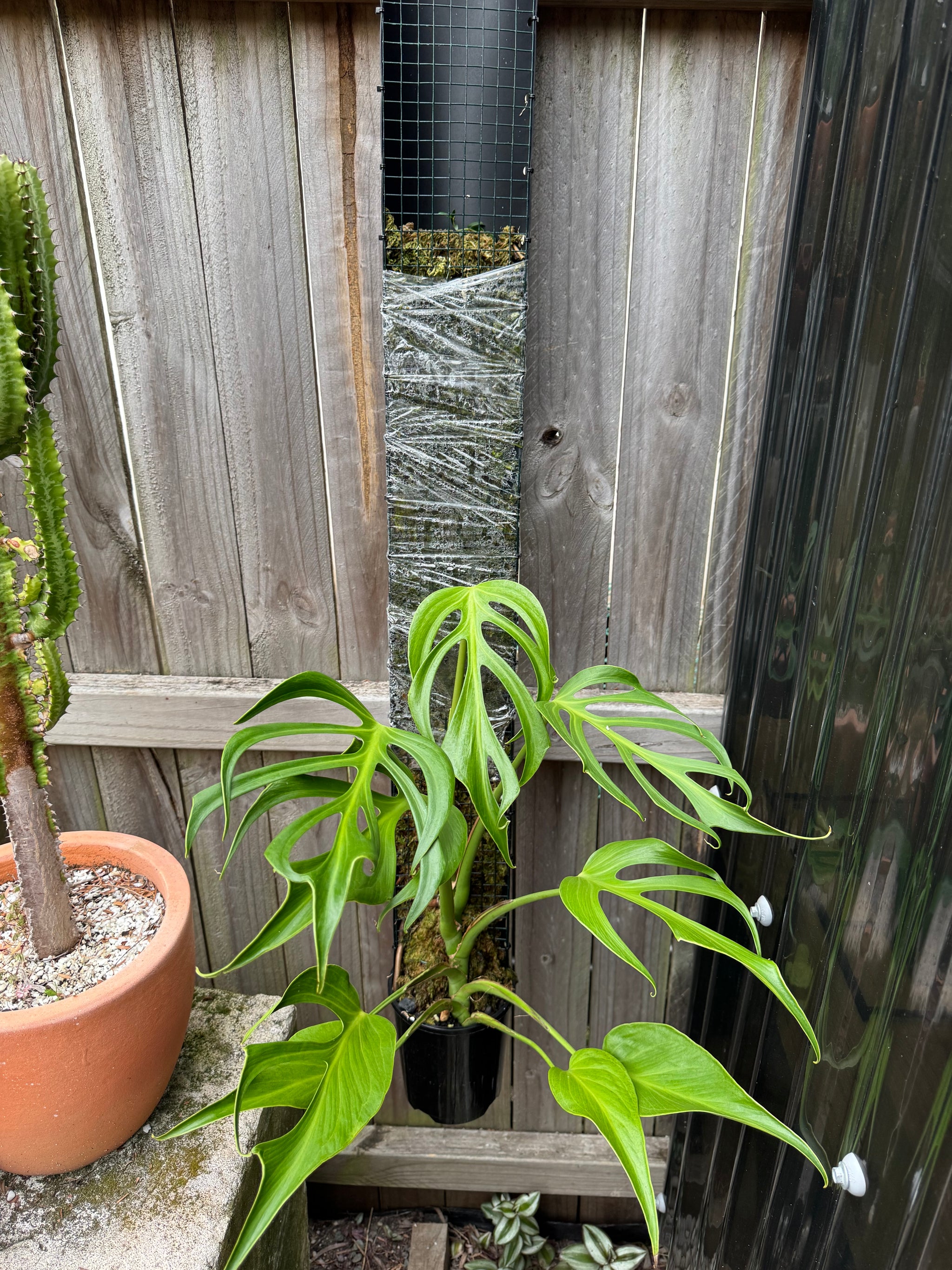 Monstera Burle Marx flame - Pole