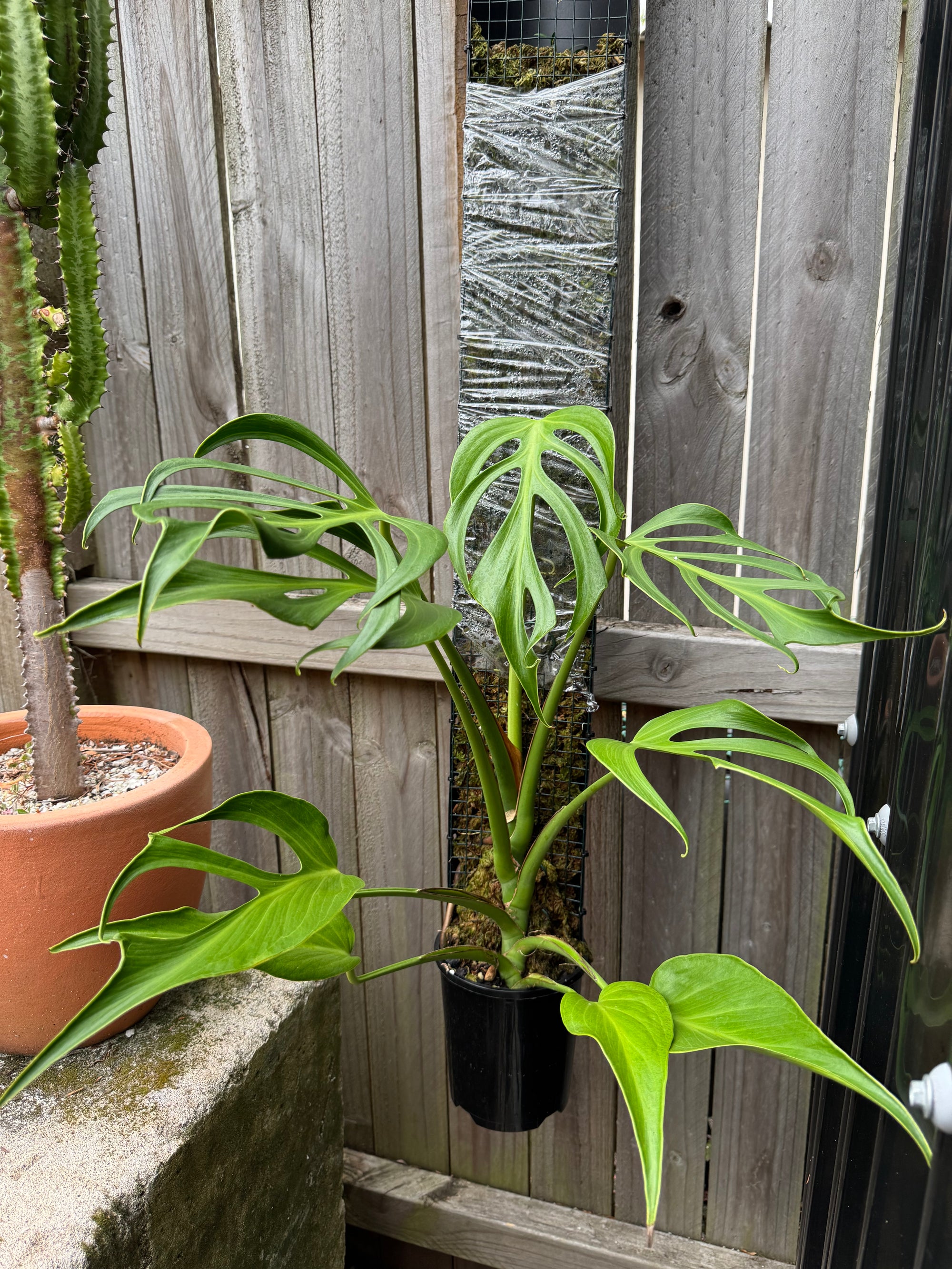 Monstera Burle Marx flame - Pole
