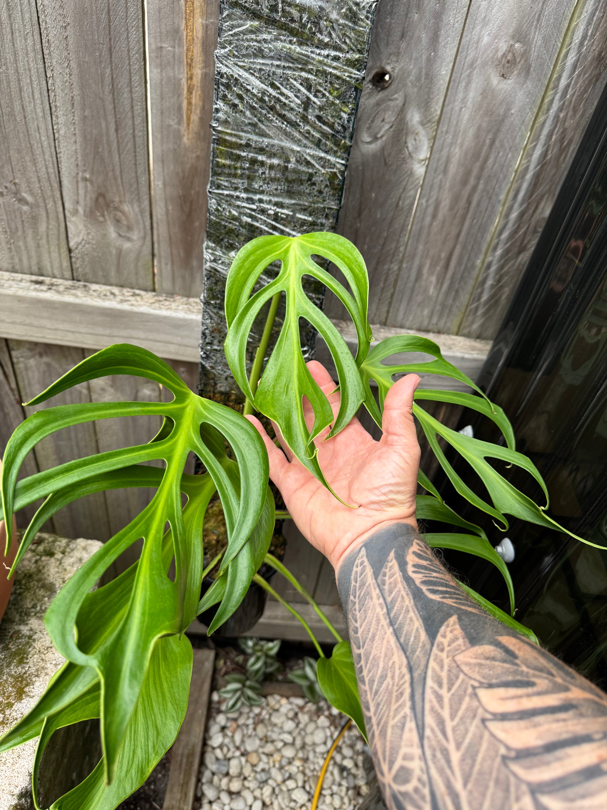 Monstera Burle Marx flame - Pole