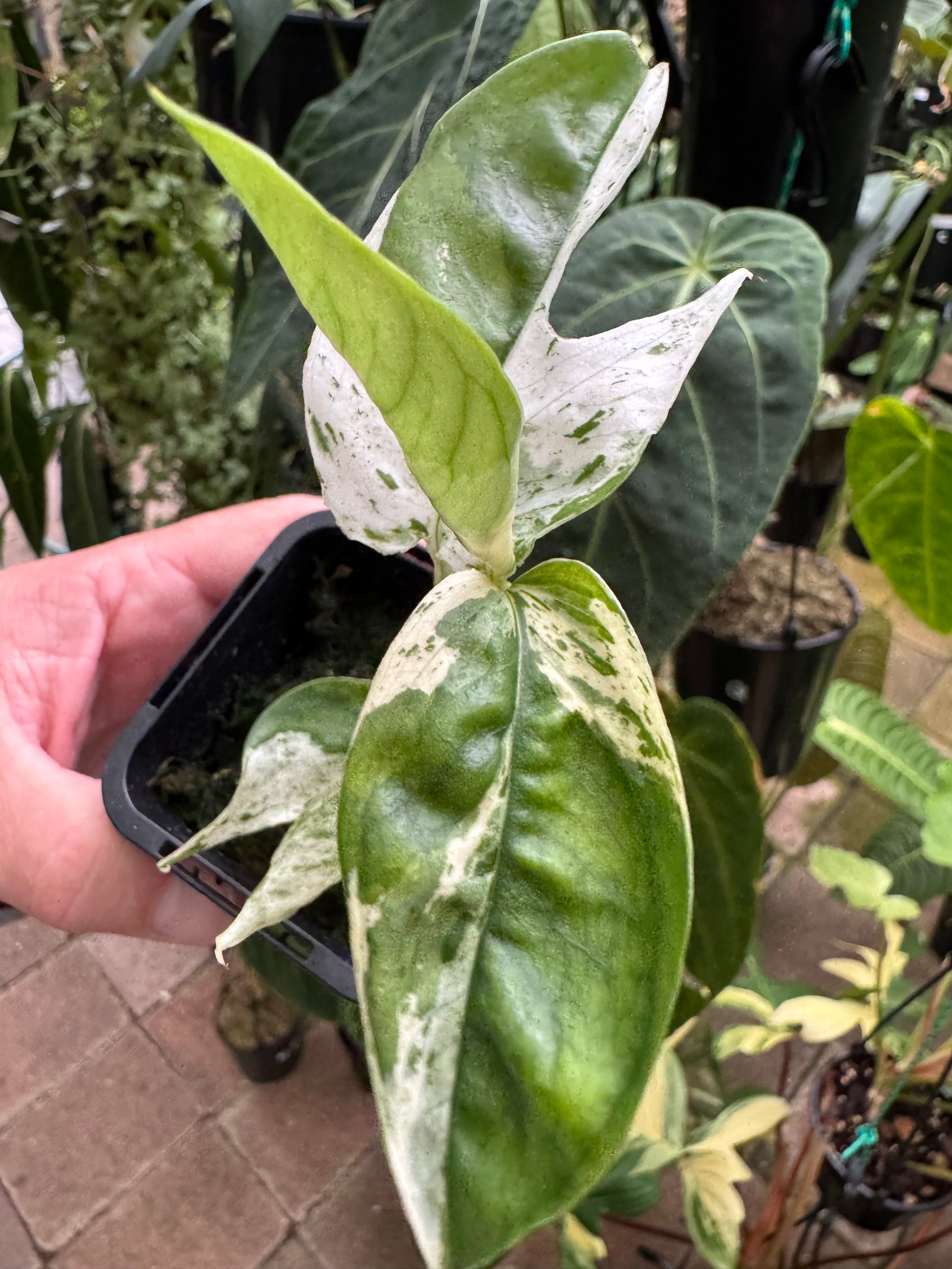 Epipremnum pinnatum 'Marble King'