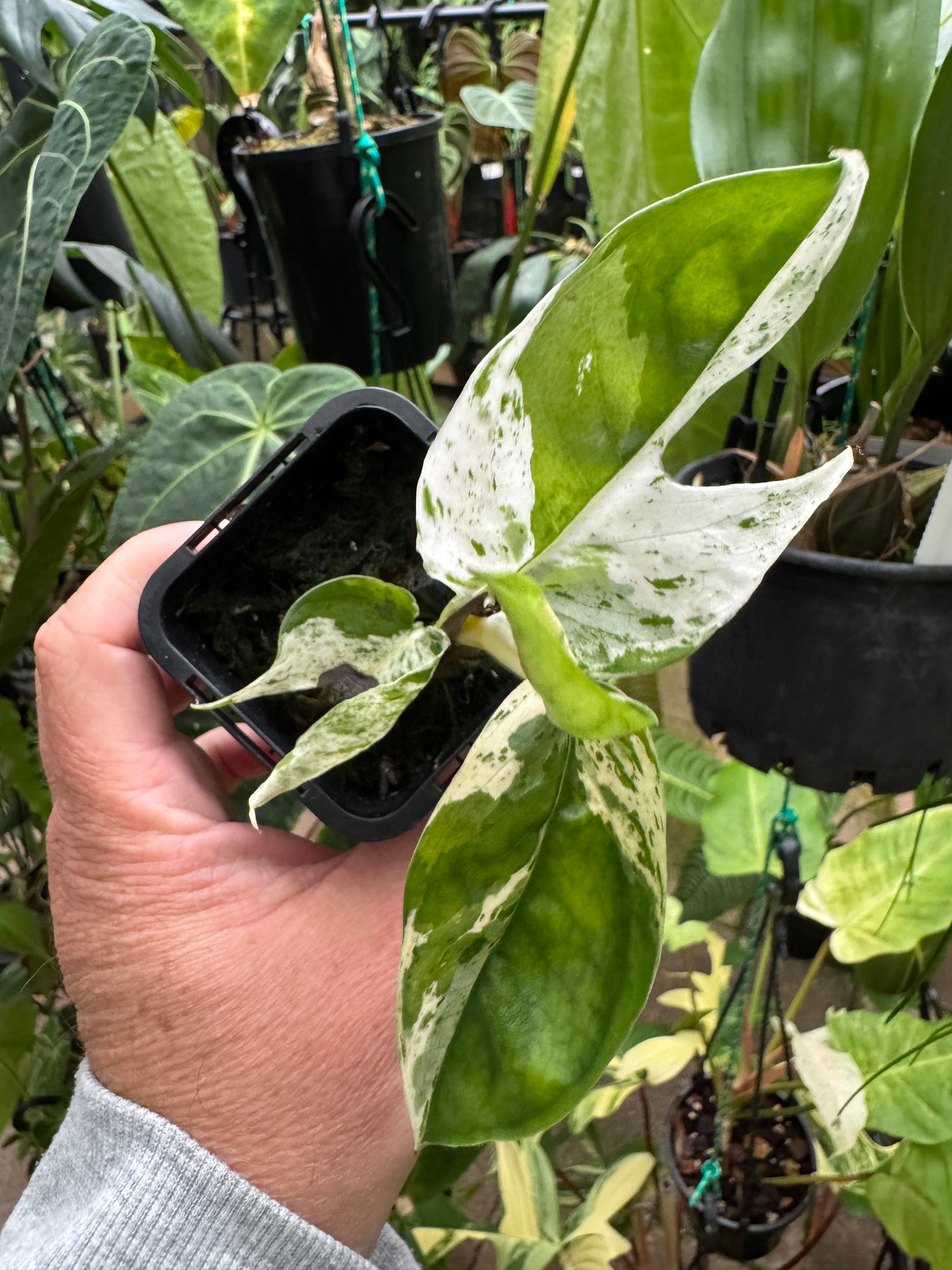 Epipremnum pinnatum 'Marble King'