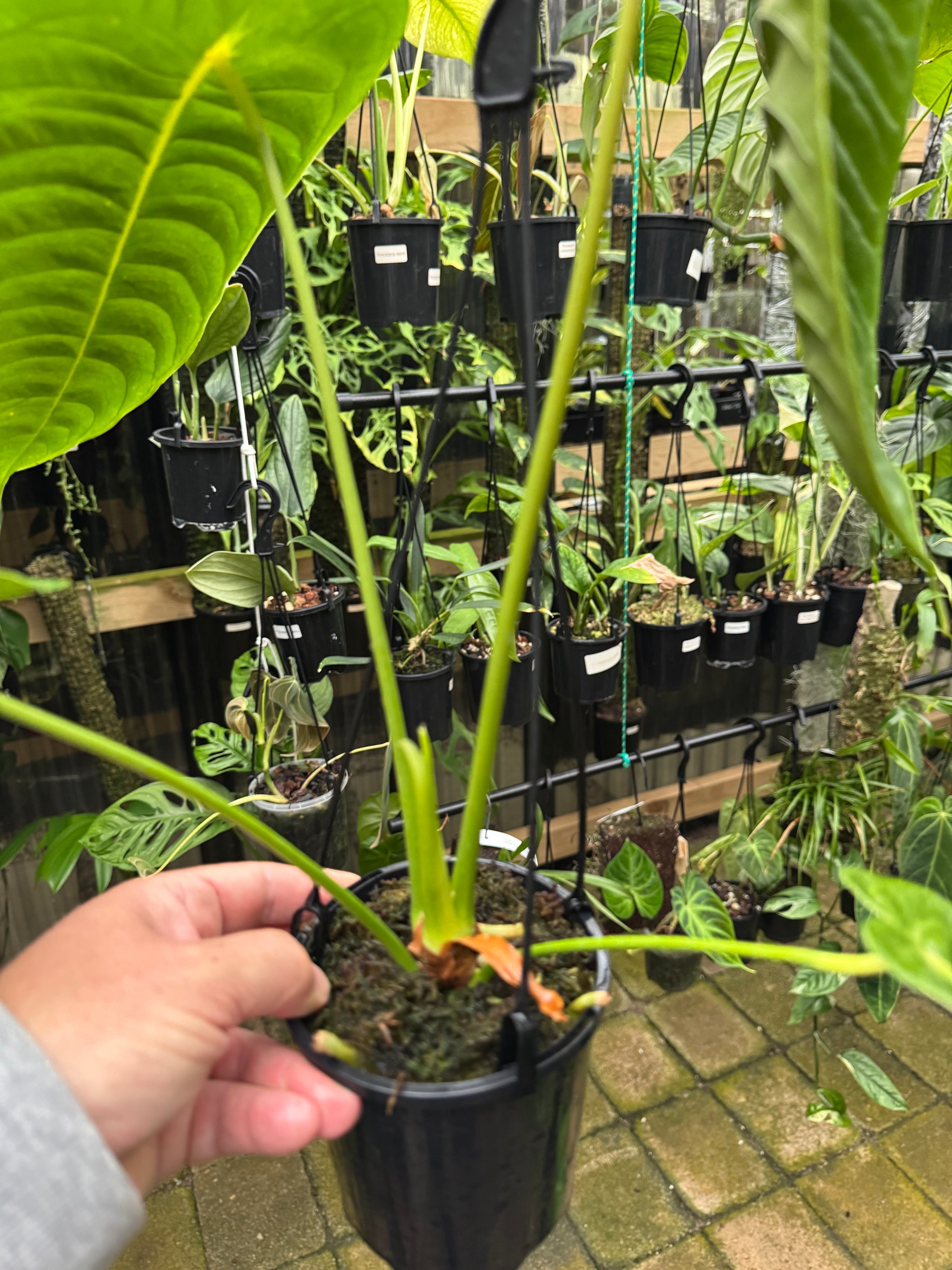 Anthurium Veitchii - Plant D