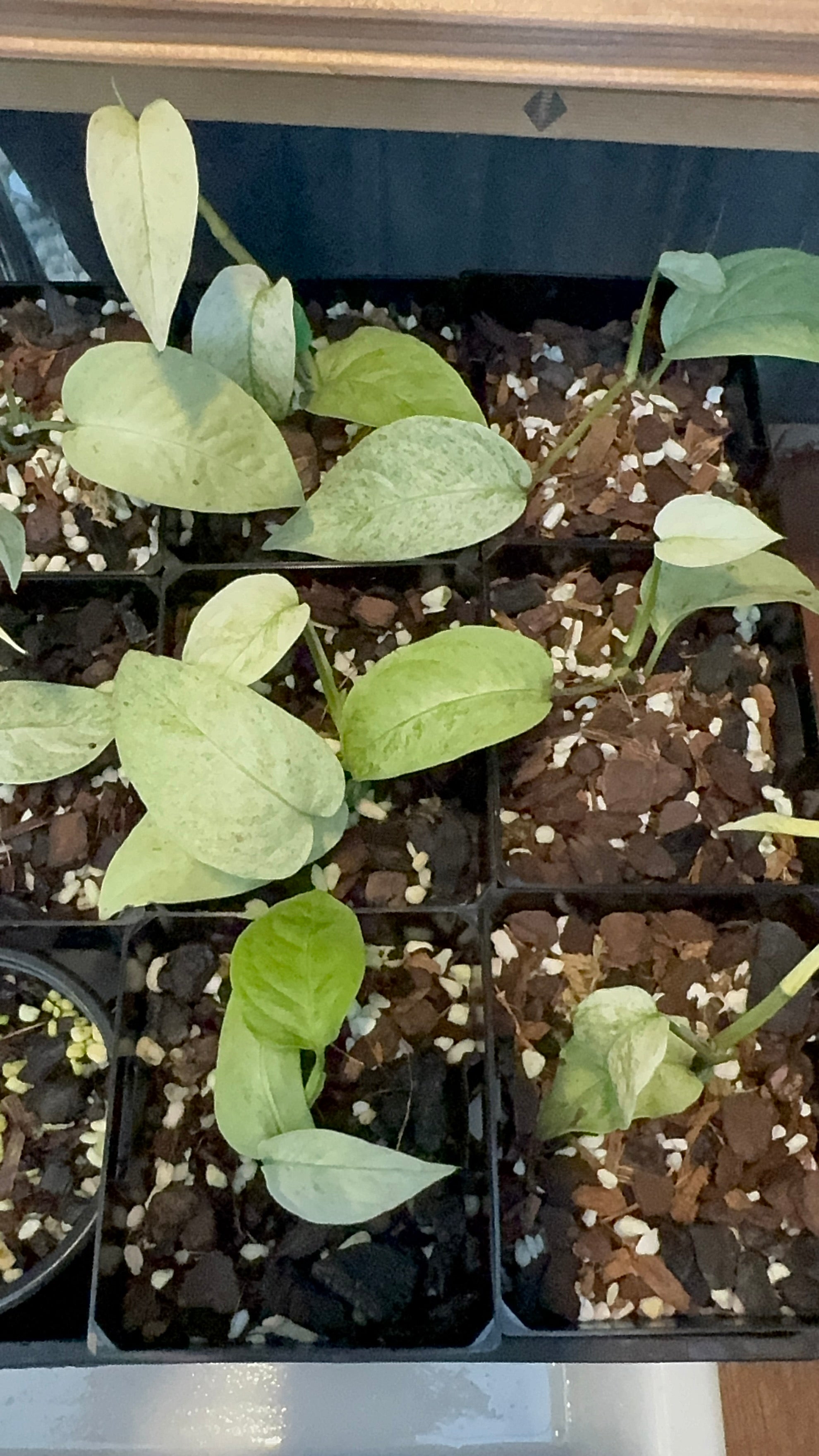 Monstera laniata 'Mint Variegata'
