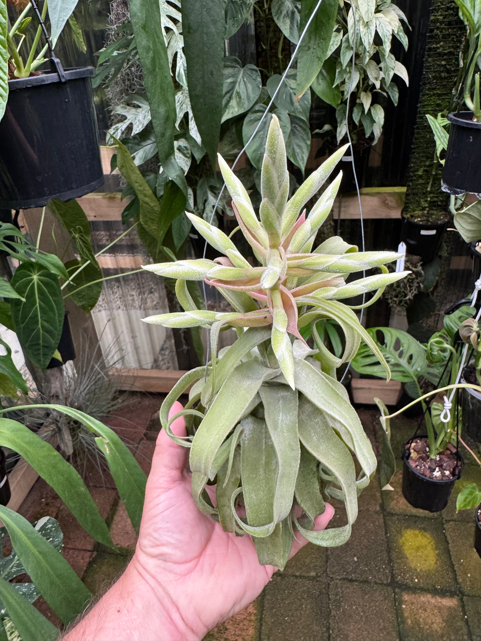 Tillandsia diguetii - Plant A