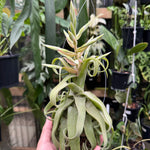 Tillandsia diguetii - Plant A