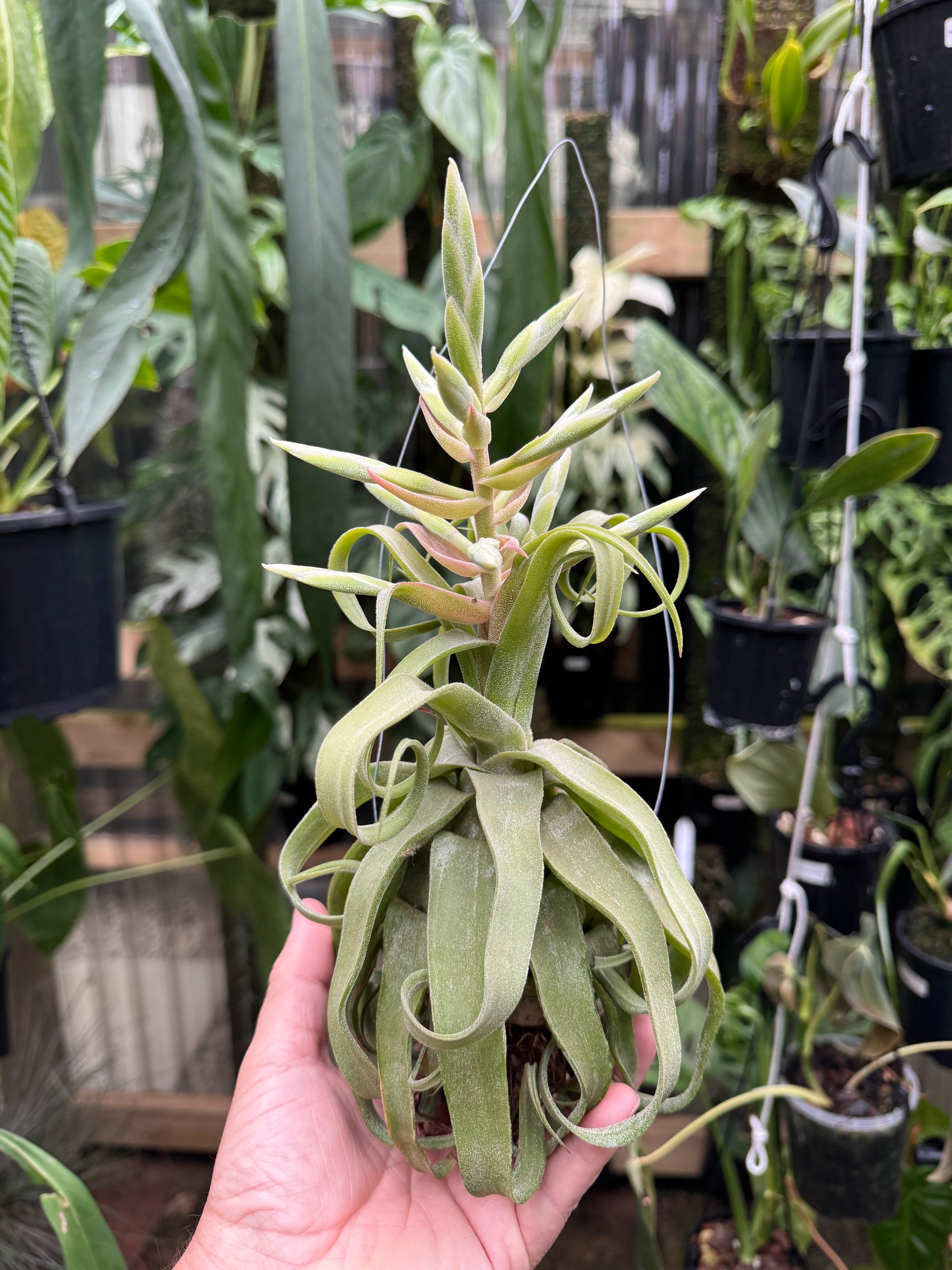 Tillandsia diguetii - Plant A
