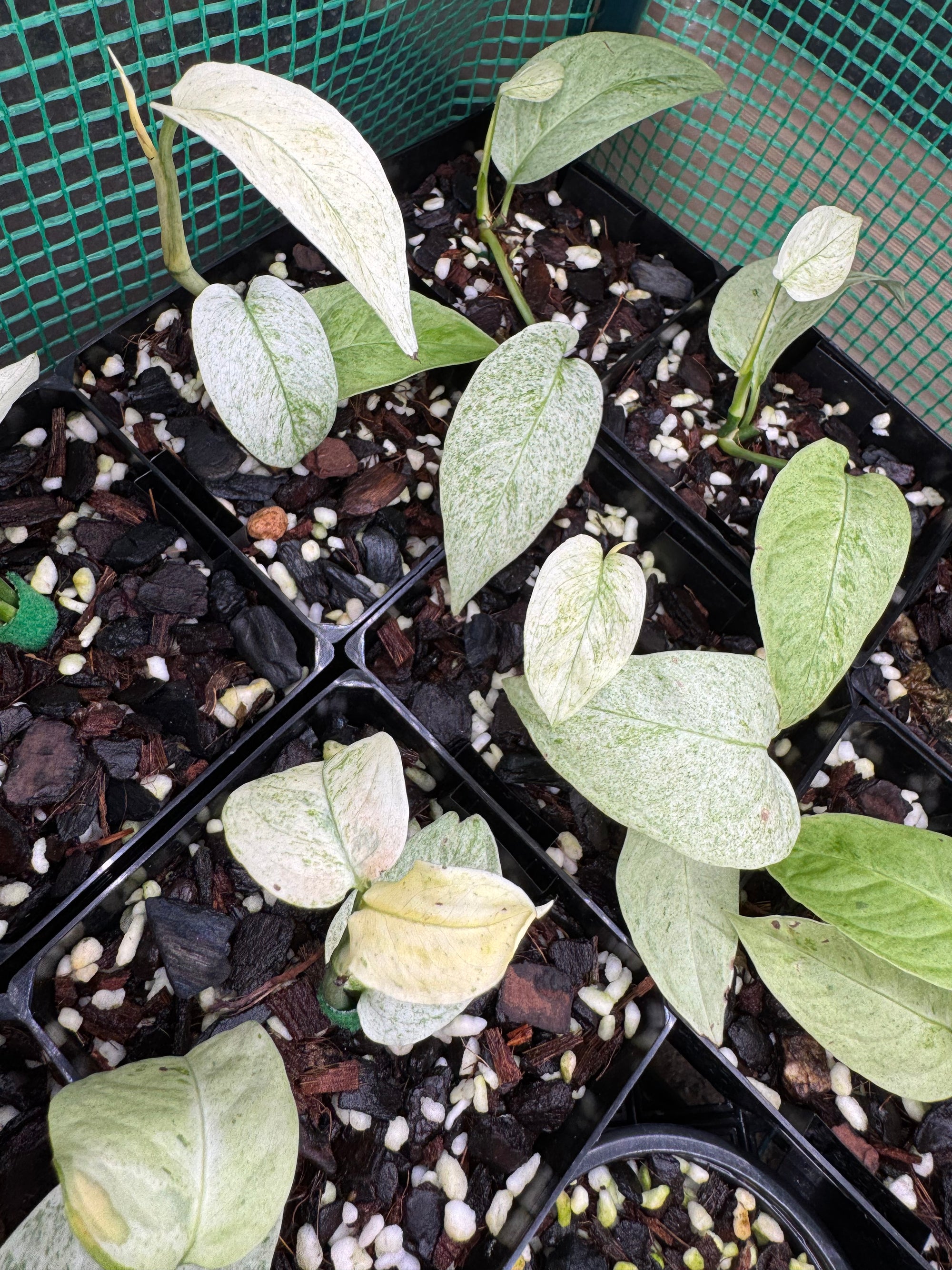 Monstera laniata 'Mint Variegata'