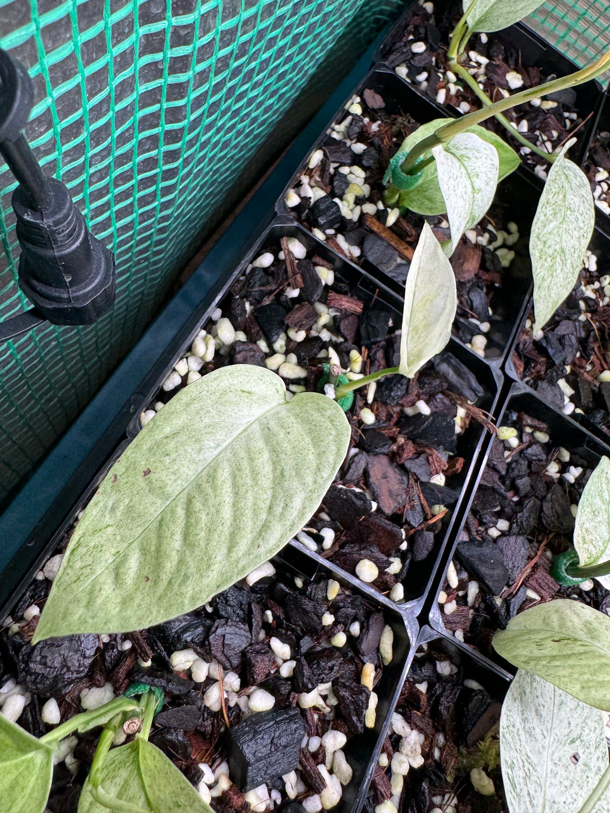 Monstera laniata 'Mint Variegata'