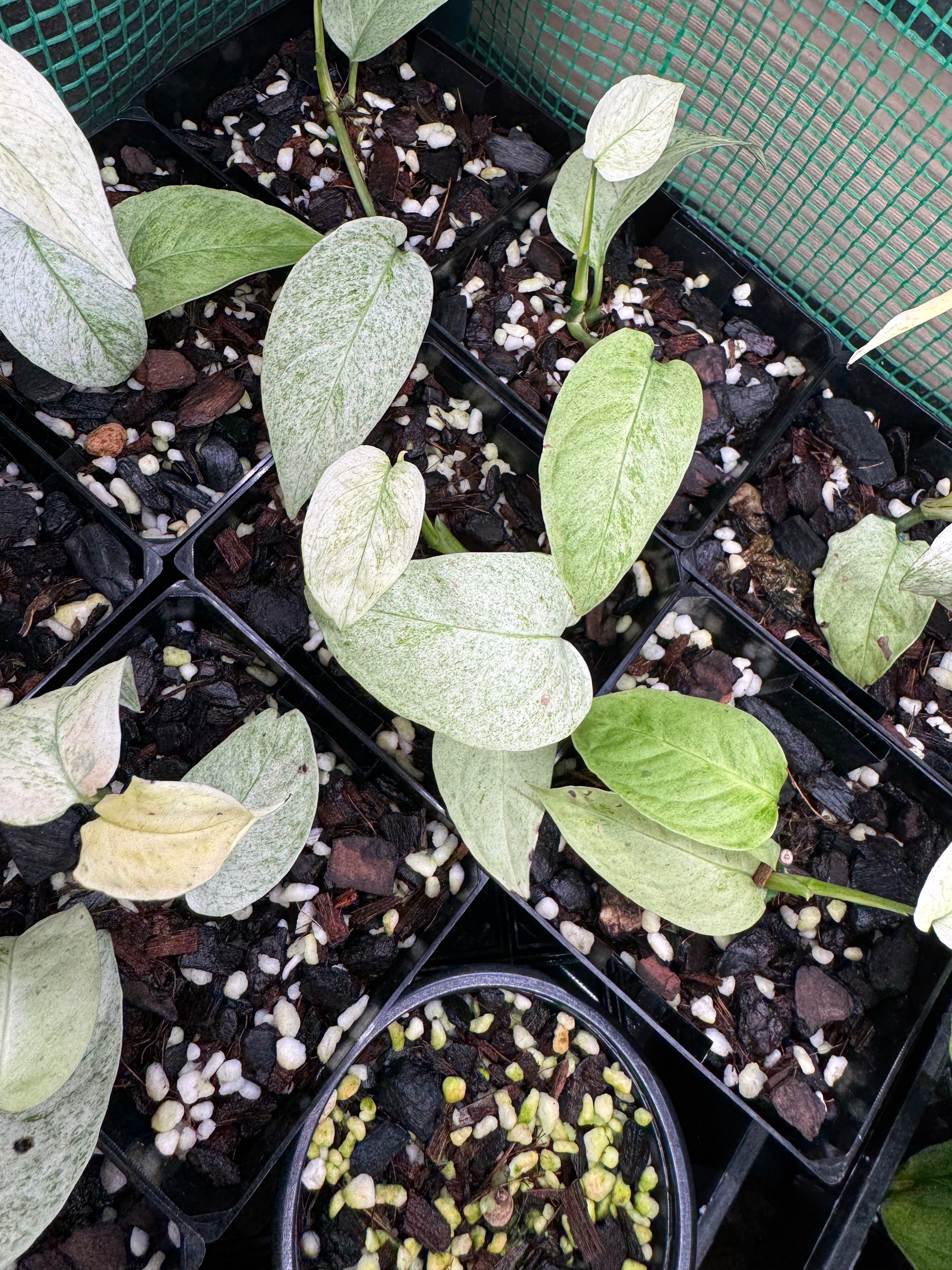 Monstera laniata 'Mint Variegata'