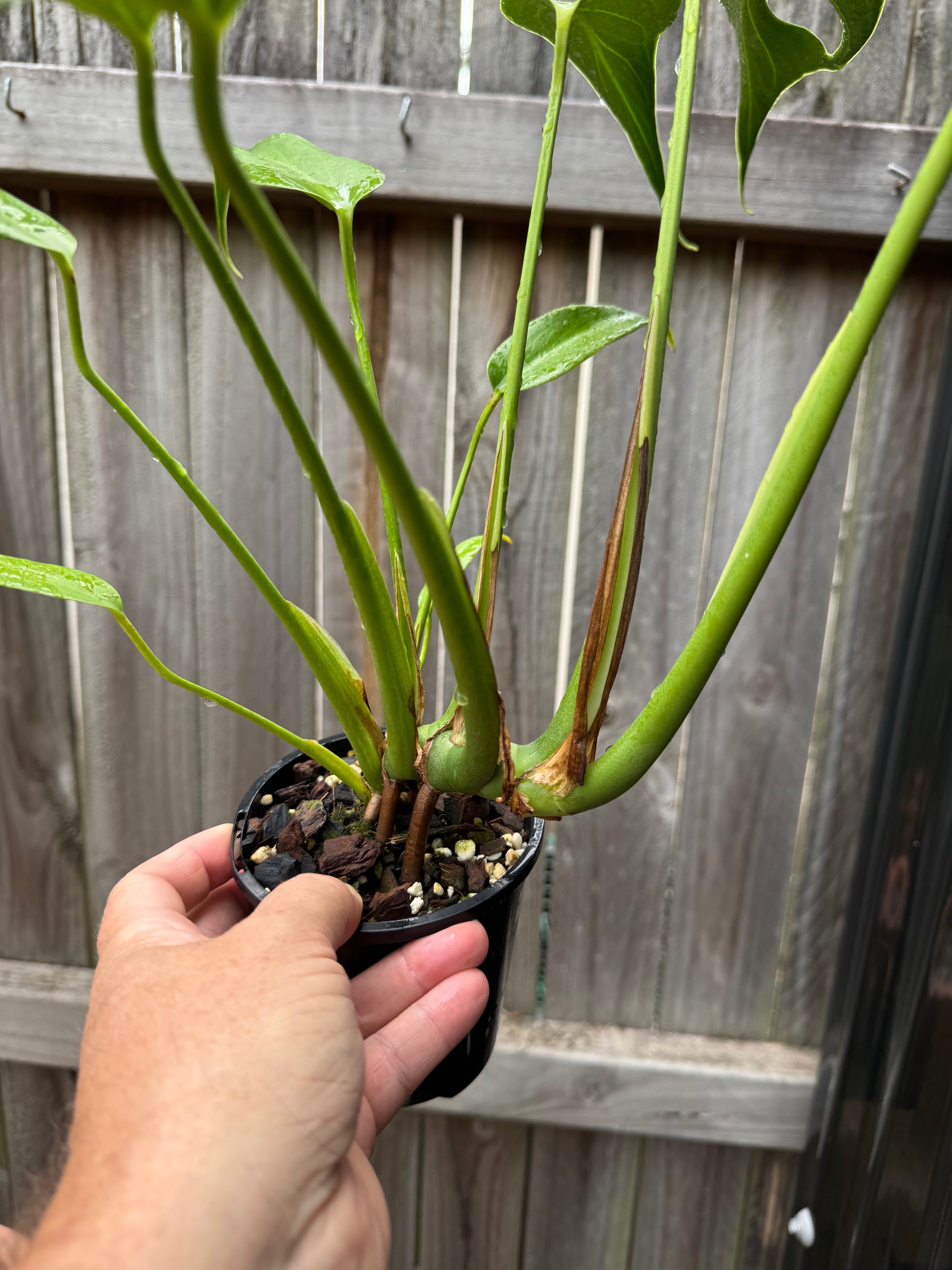 Monstera 'Burle Marx' Flame