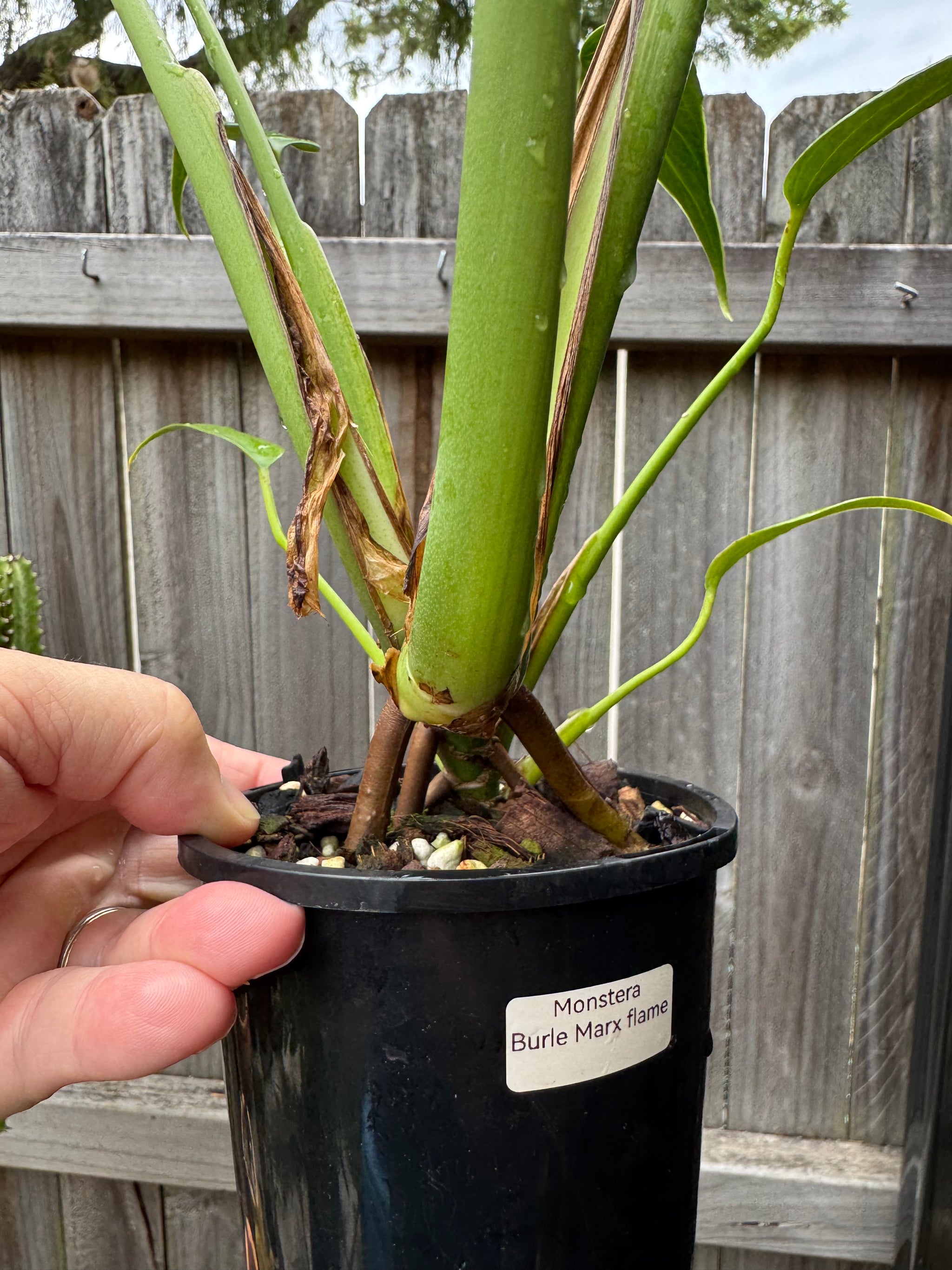 Monstera 'Burle Marx' Flame