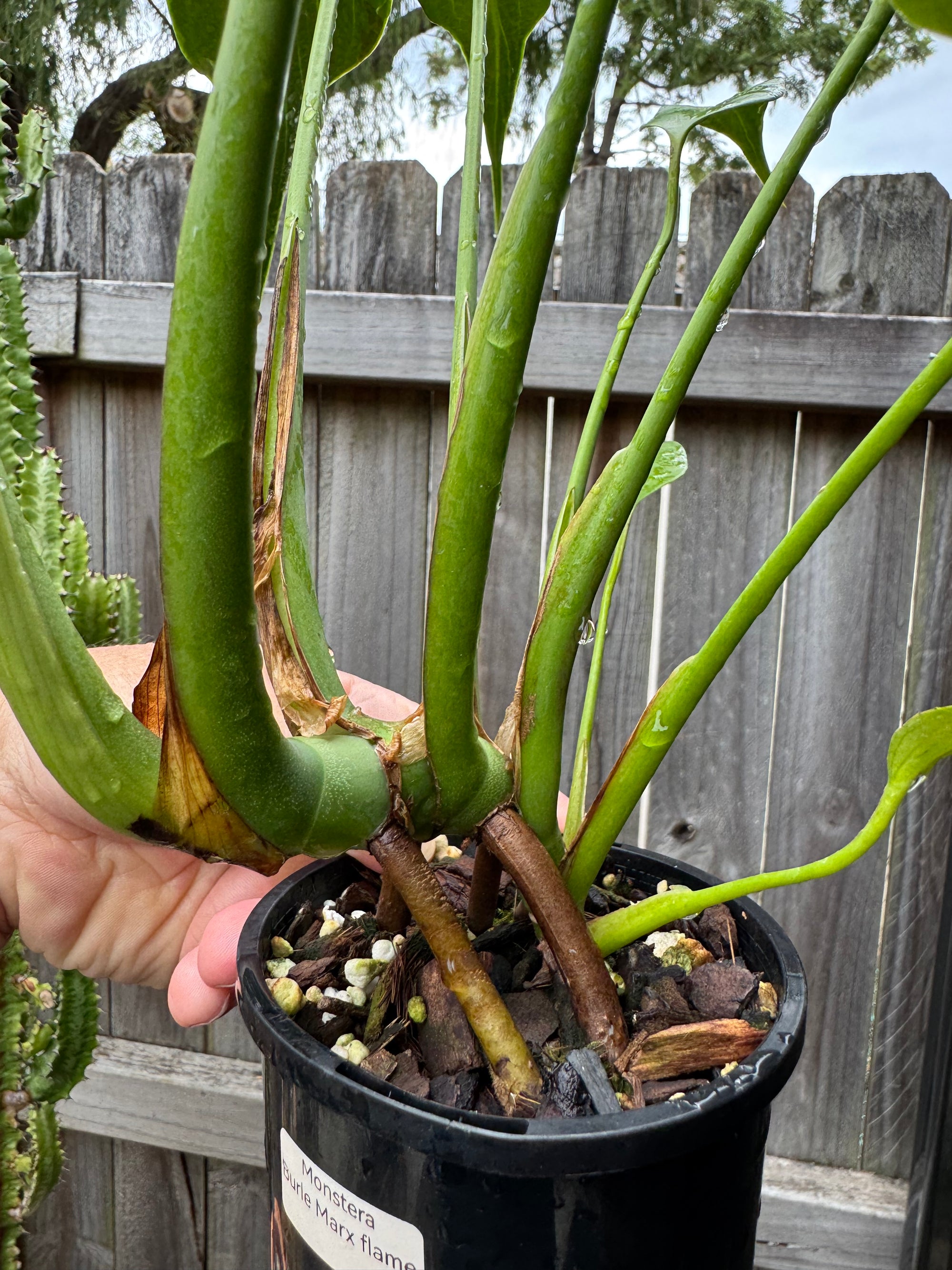 Monstera 'Burle Marx' Flame