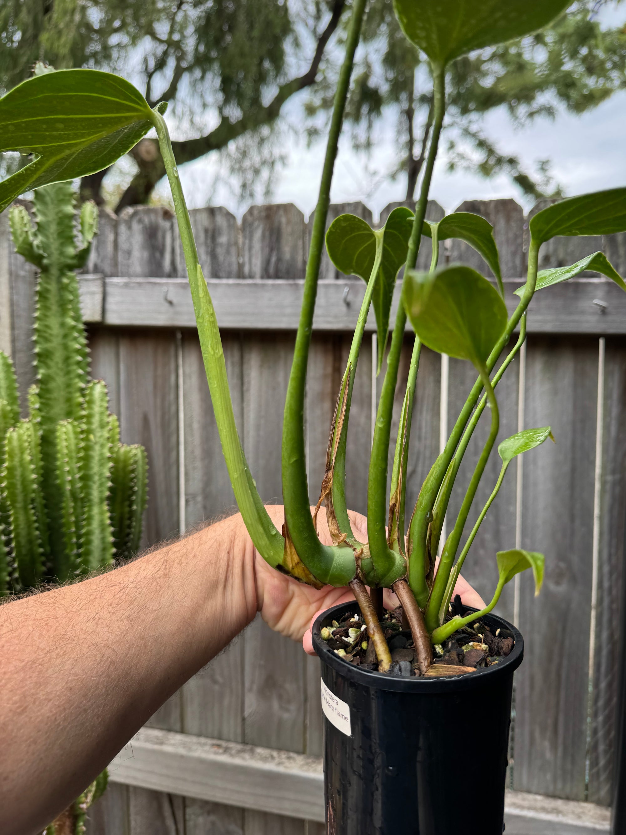 Monstera 'Burle Marx' Flame