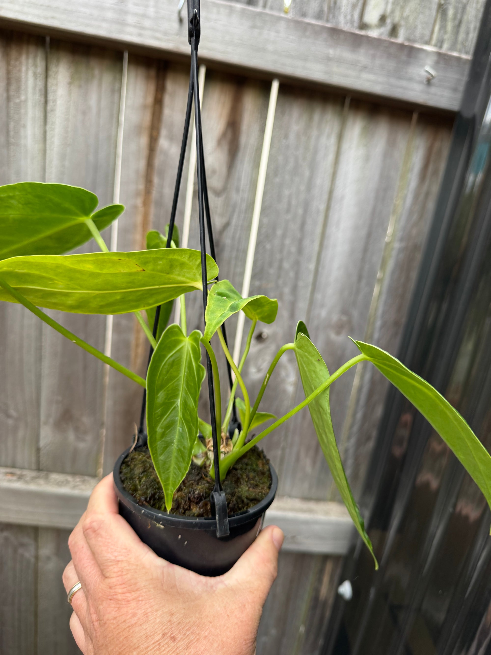 Anthurium warocqueanum (Queen) x Crystallinum