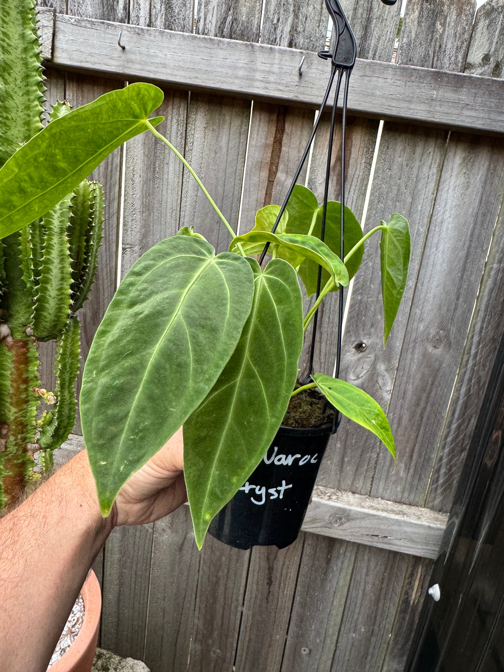 Anthurium warocqueanum (Queen) x Crystallinum