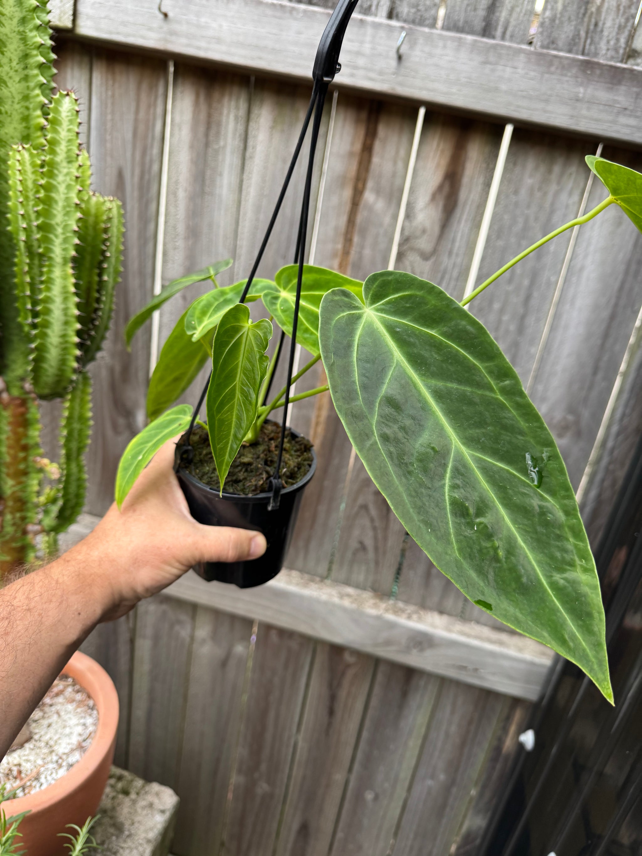 Anthurium warocqueanum (Queen) x Crystallinum