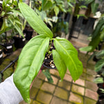 Monstera obliqua - Amazonas