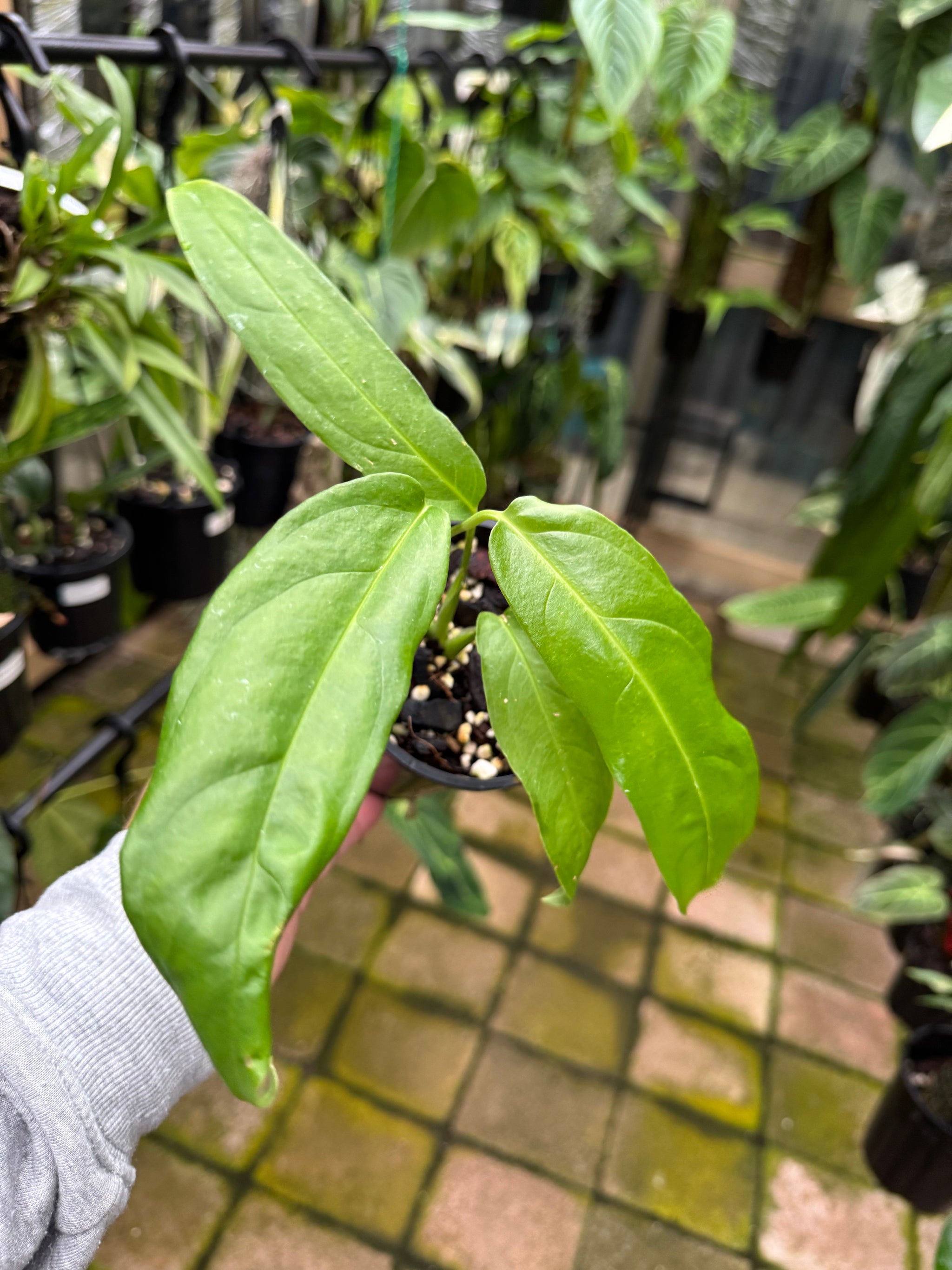 Monstera obliqua - Amazonas
