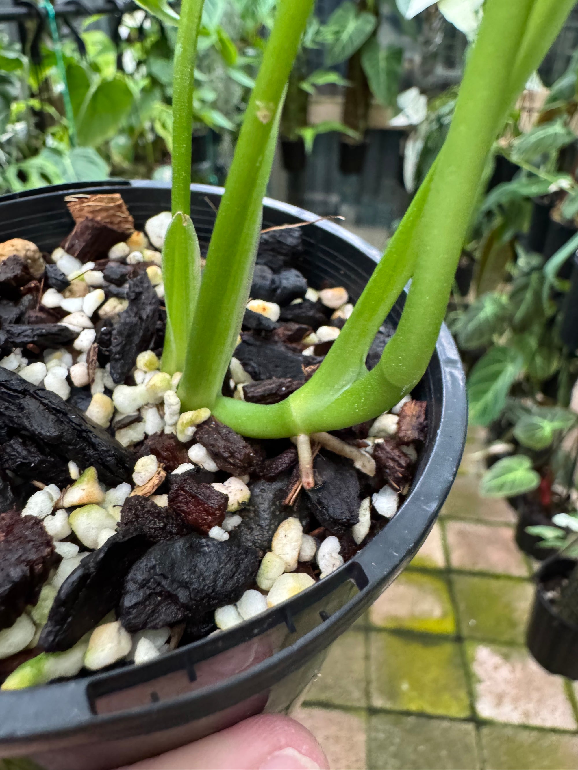 Monstera obliqua - Amazonas