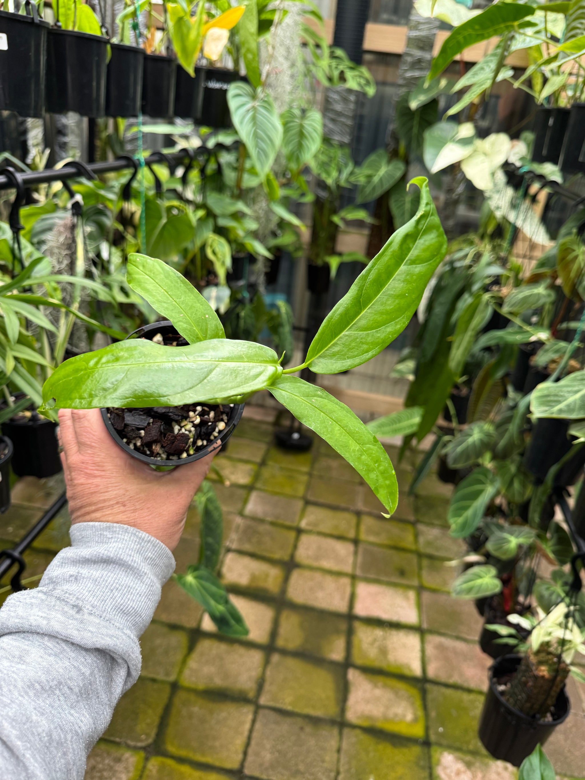 Monstera obliqua - Amazonas