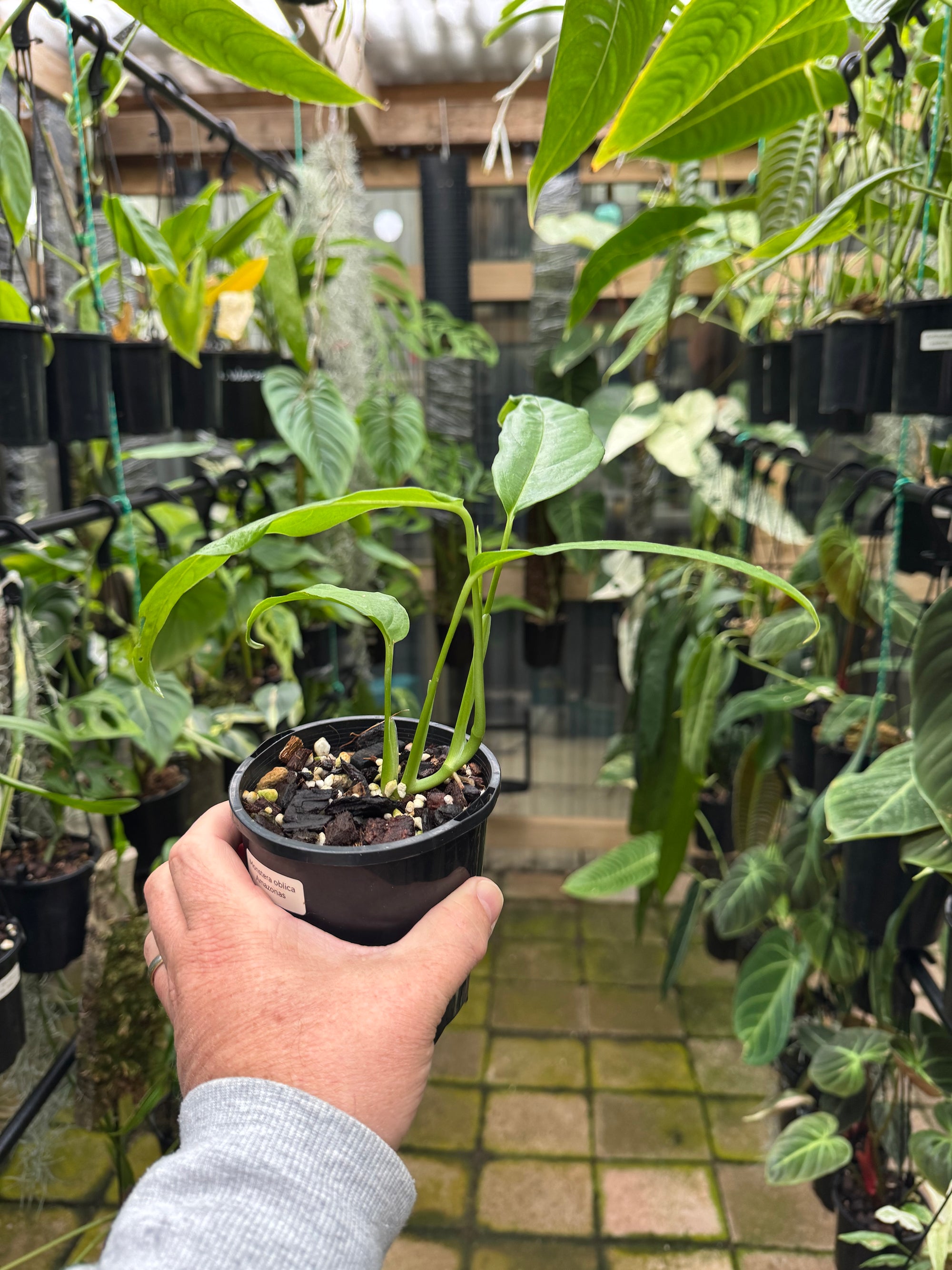 Monstera obliqua - Amazonas