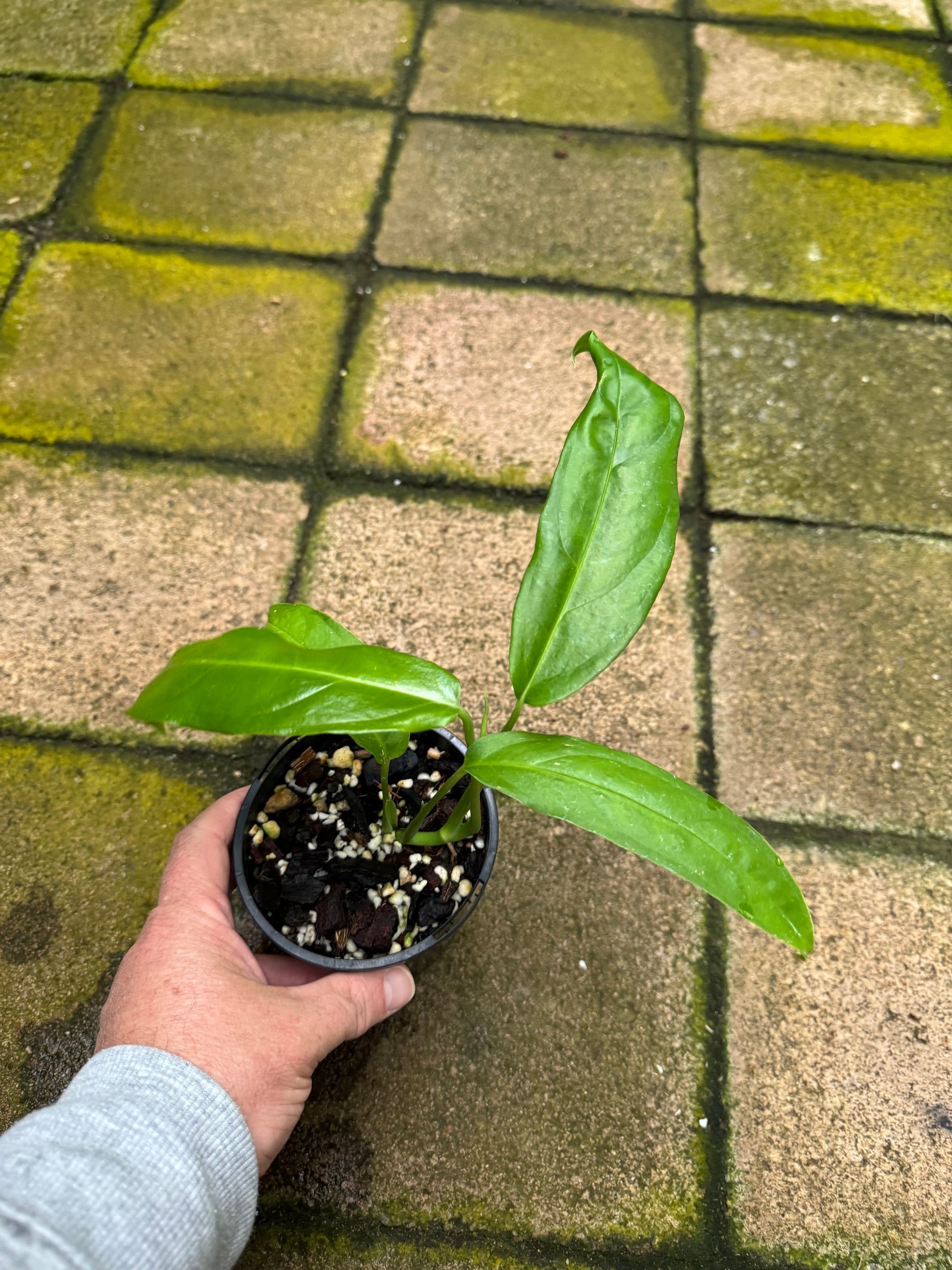 Monstera obliqua - Amazonas