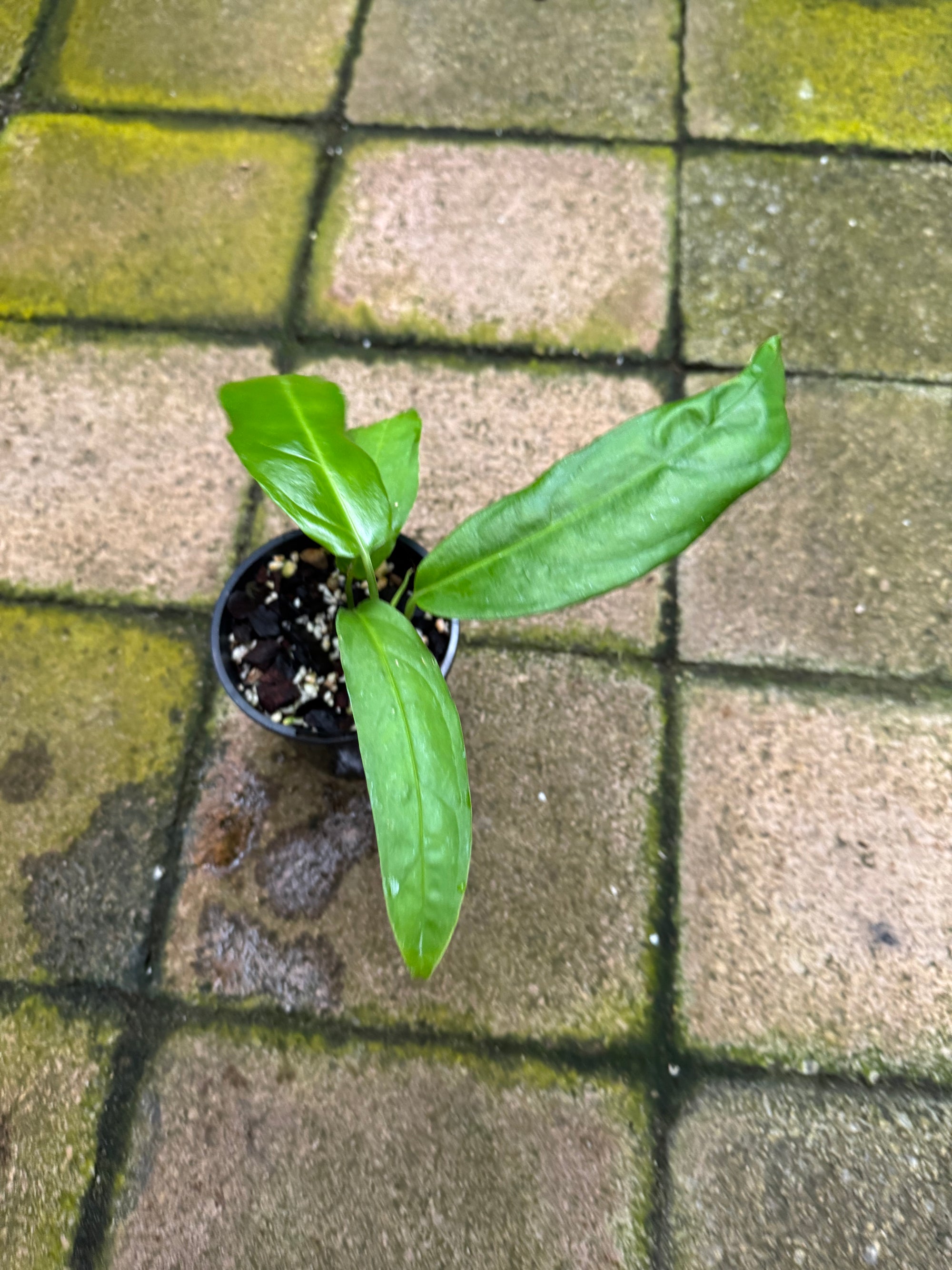 Monstera obliqua - Amazonas