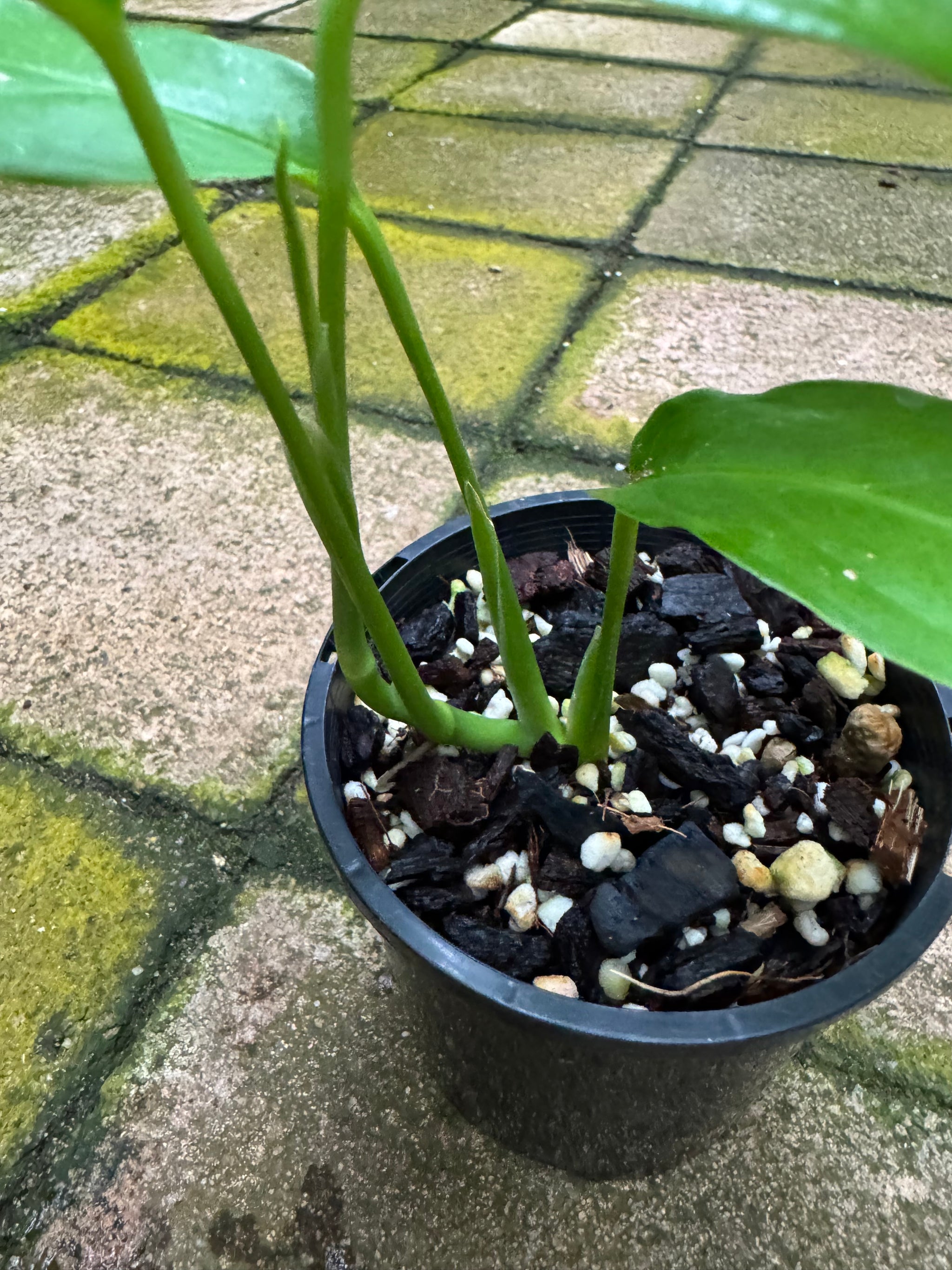 Monstera obliqua - Amazonas