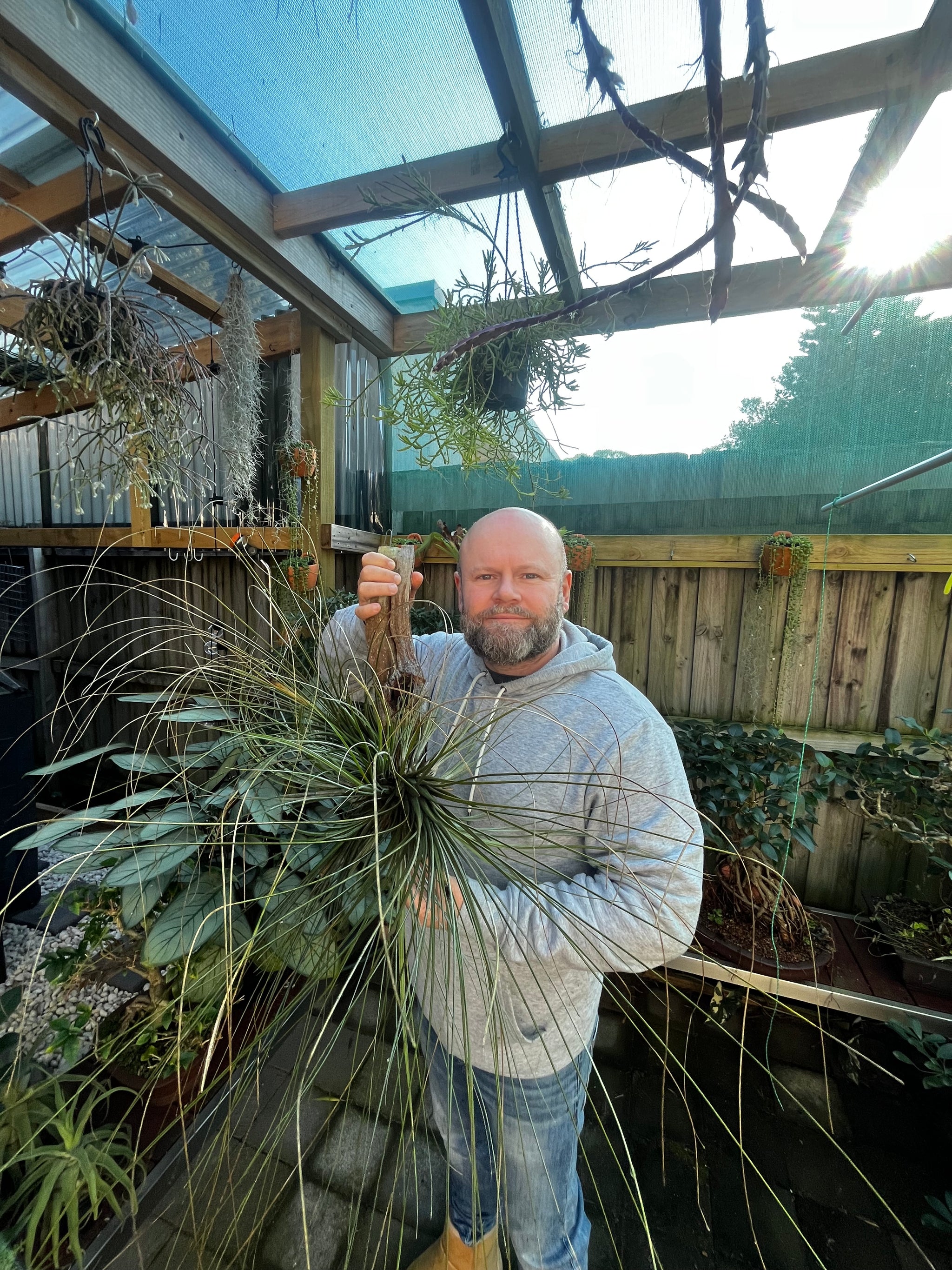 Tillandsia disticha 'Giant Form' - Airplant