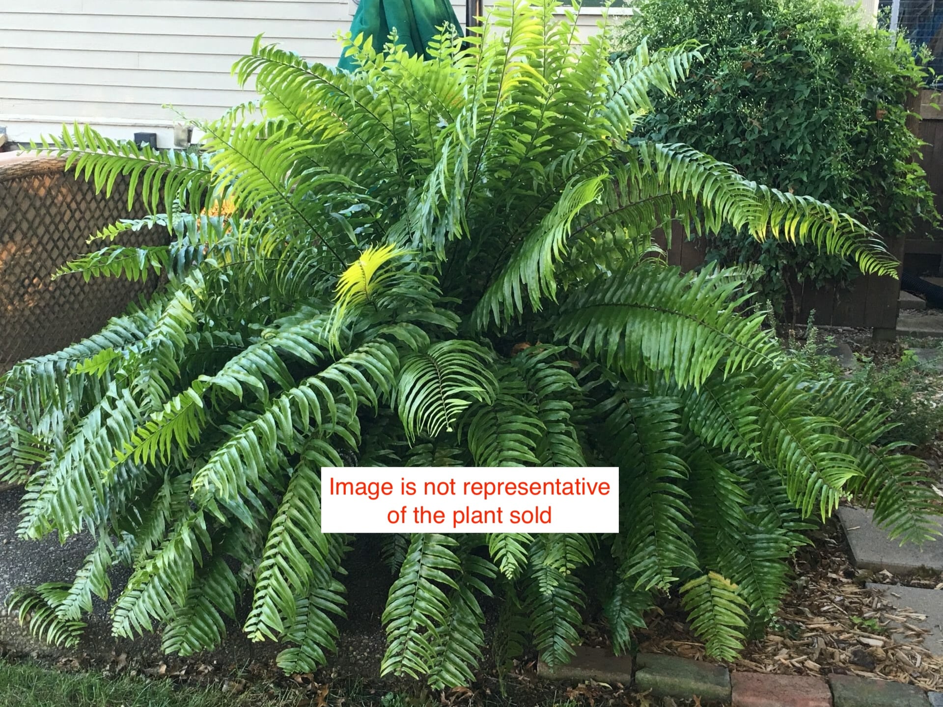 Nephrolepis Macho - Boston Fern