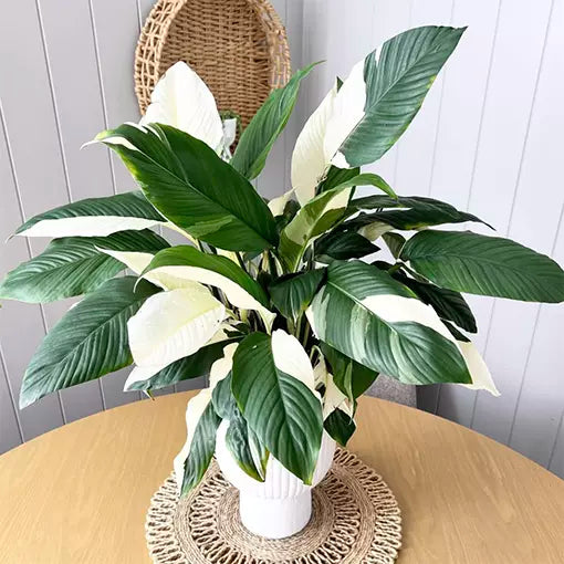 Spathiphyllum 'Picasso'
