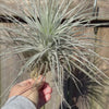 Tillandsia tectorum - Fuzzy air plant