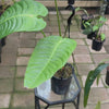Anthurium Veitchii - King Anthurium