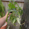 Philodendron 'Rio'