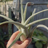 Tillandsia ehlersiana