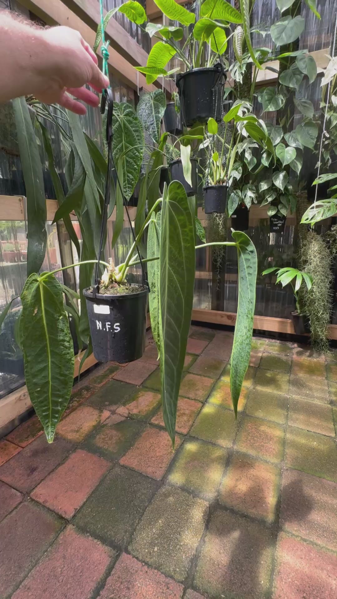 Anthurium warocqueanum 'QUEEN' - Narrow Dark – UrbanJungleSydney