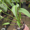 Monstera 'Burle Marx' Flame