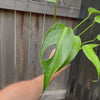 Monstera 'Burle Marx' Flame