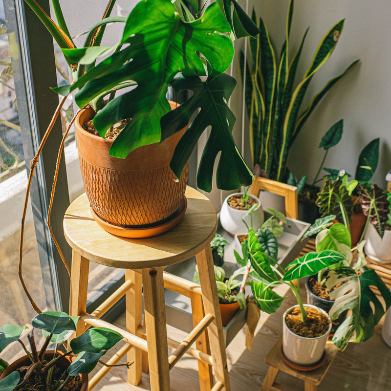 How to Nurture Your House Plants During the Cold Season