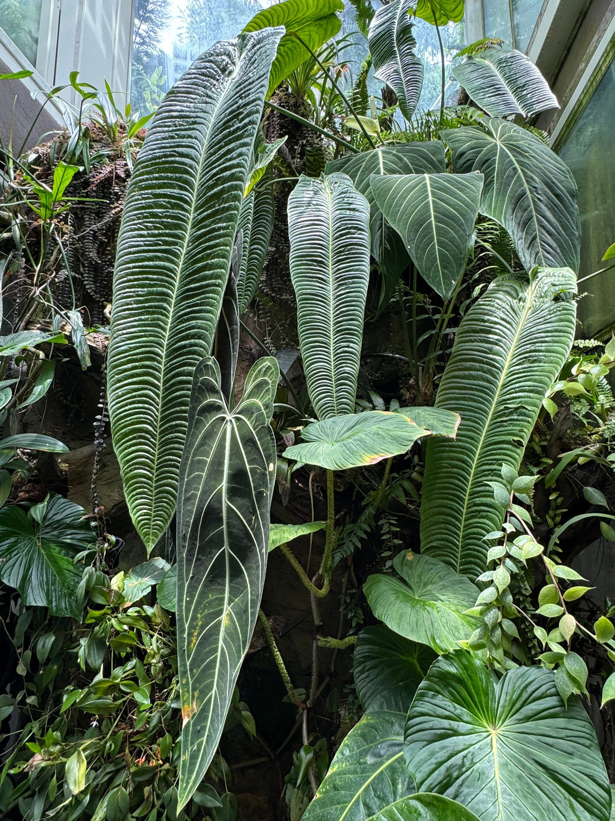 Mature Anthurium veitchii leaves growing with Anthurium warocqueanum in a tropical glasshouse