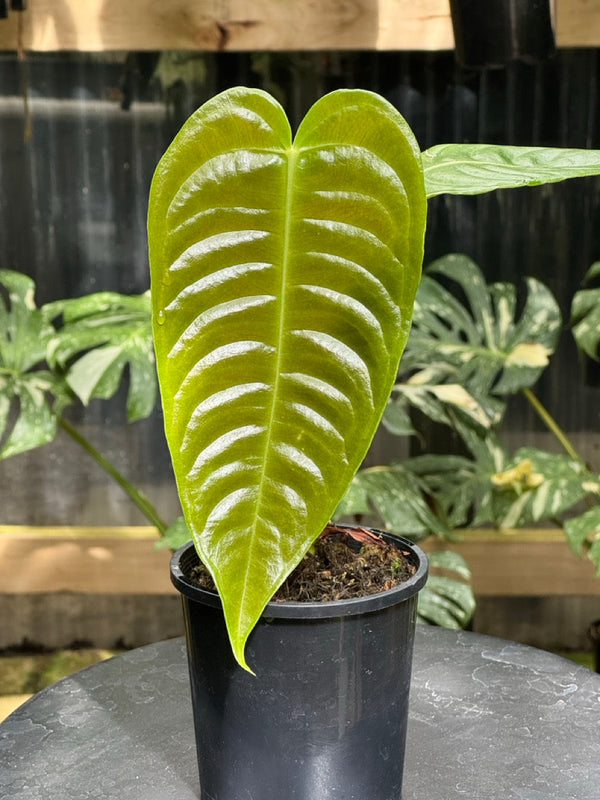 Close-up of an Anthurium veitchii leaf at Urban Jungle Sydney